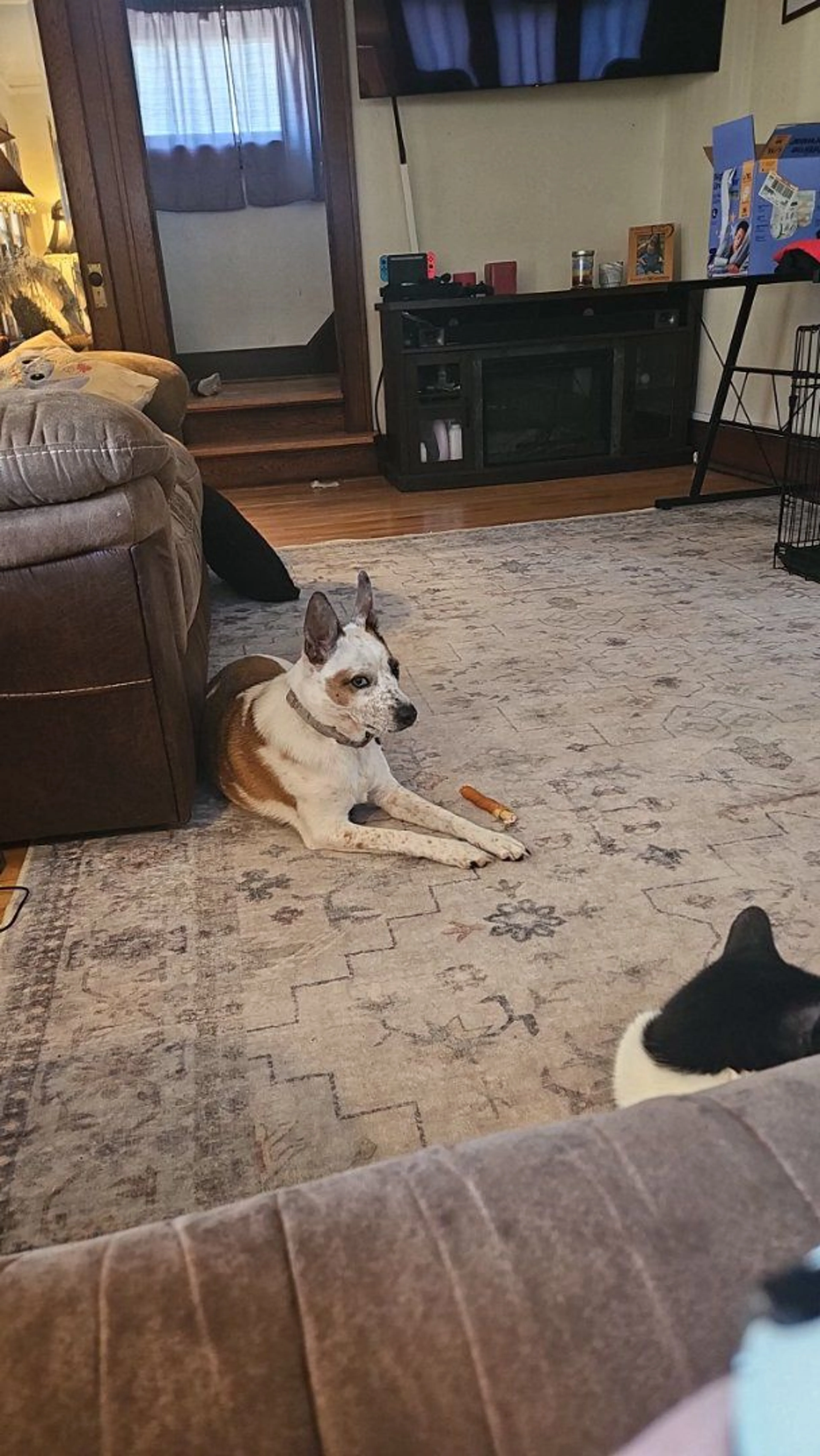 Lost pet-0