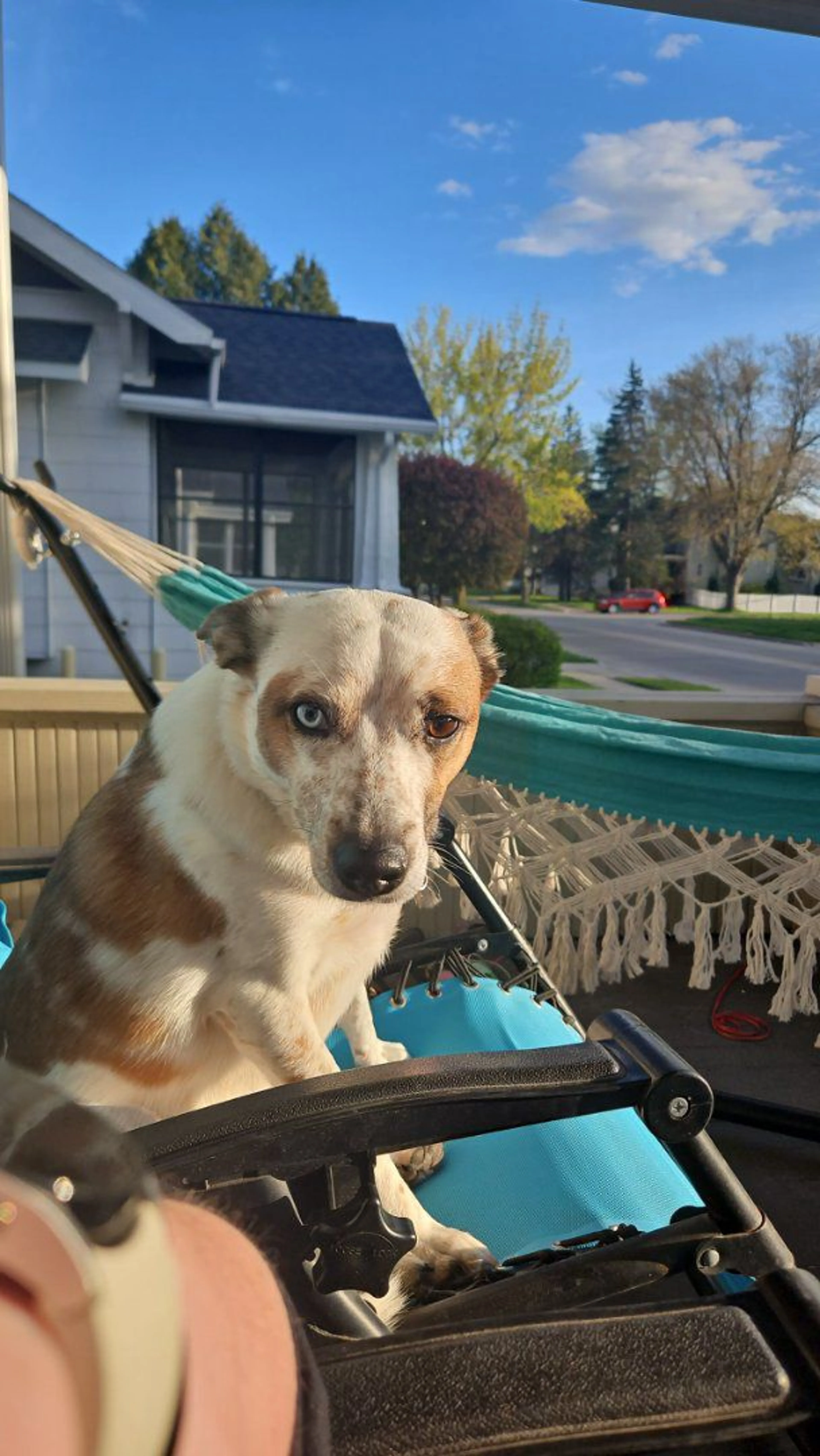 Lost pet-1