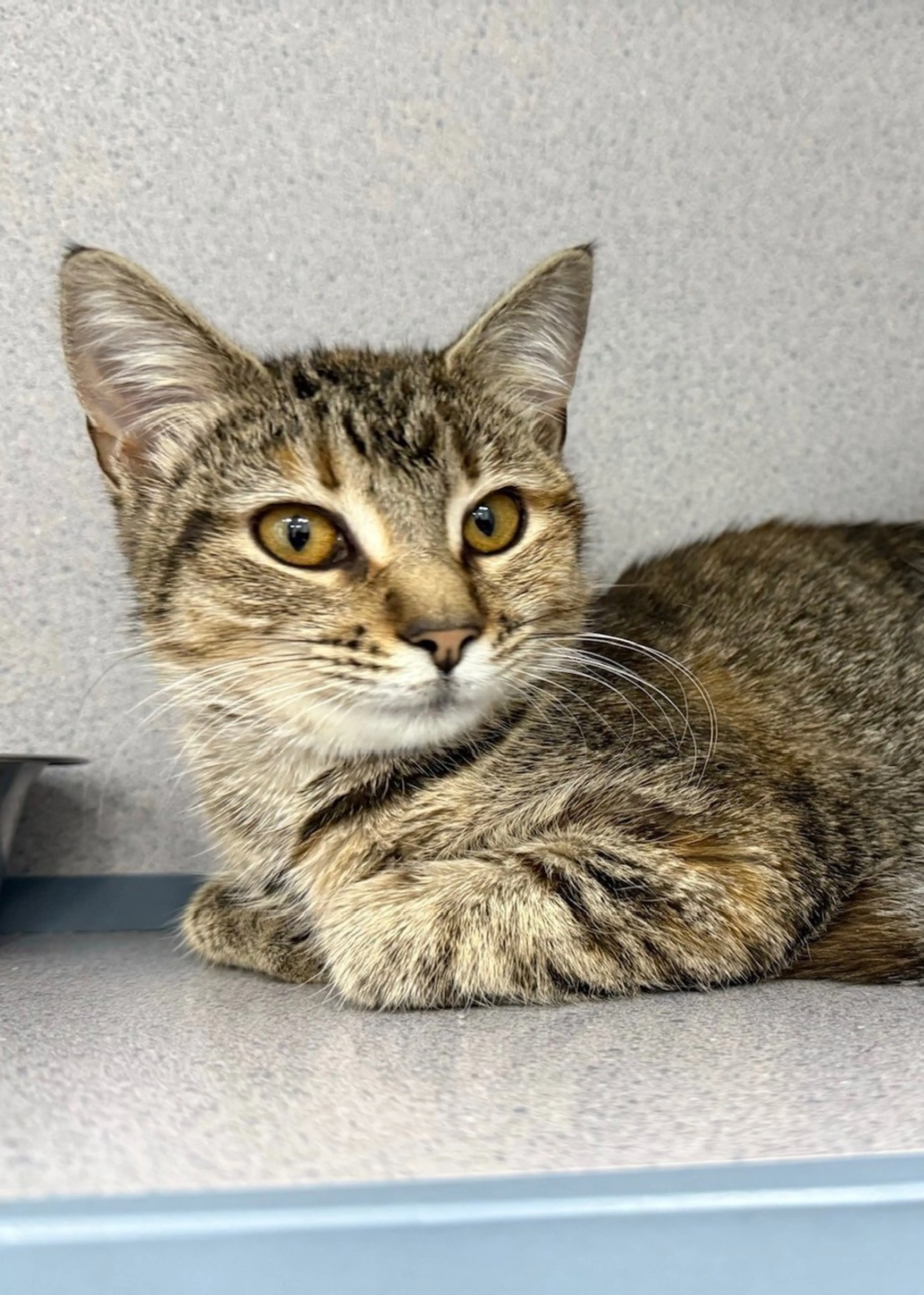 Found pet-2