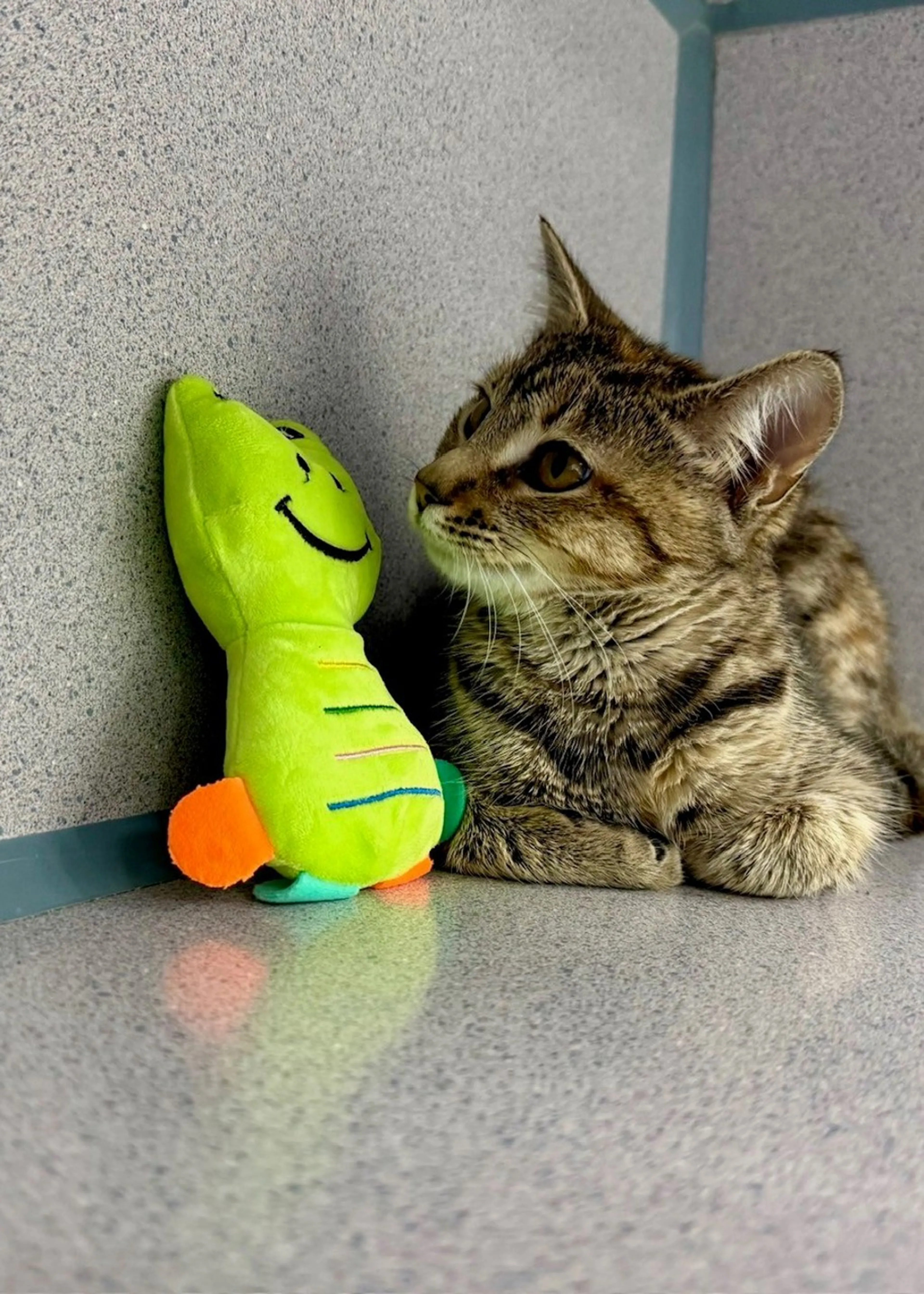 Found pet-1