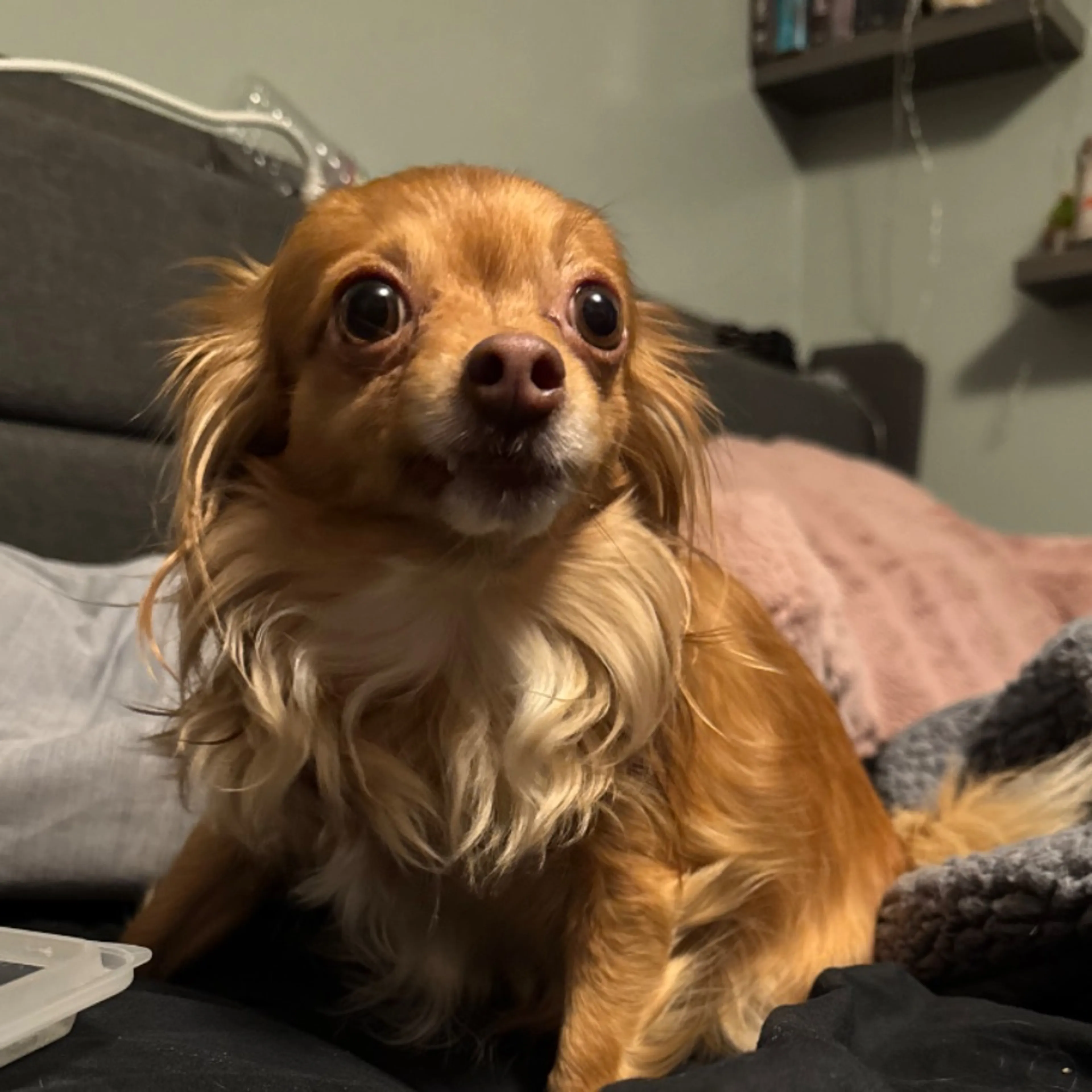 Lost pet
