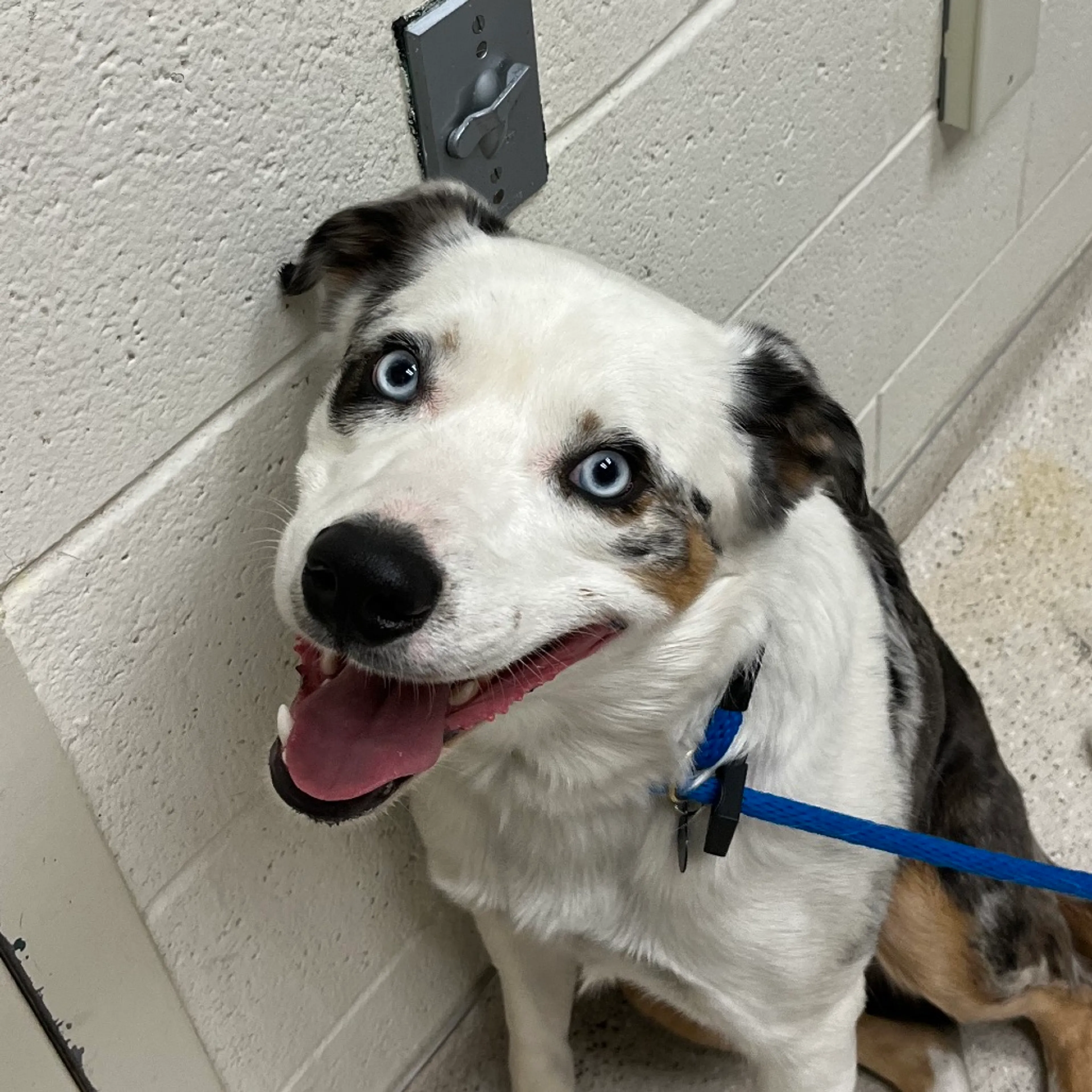 Found pet