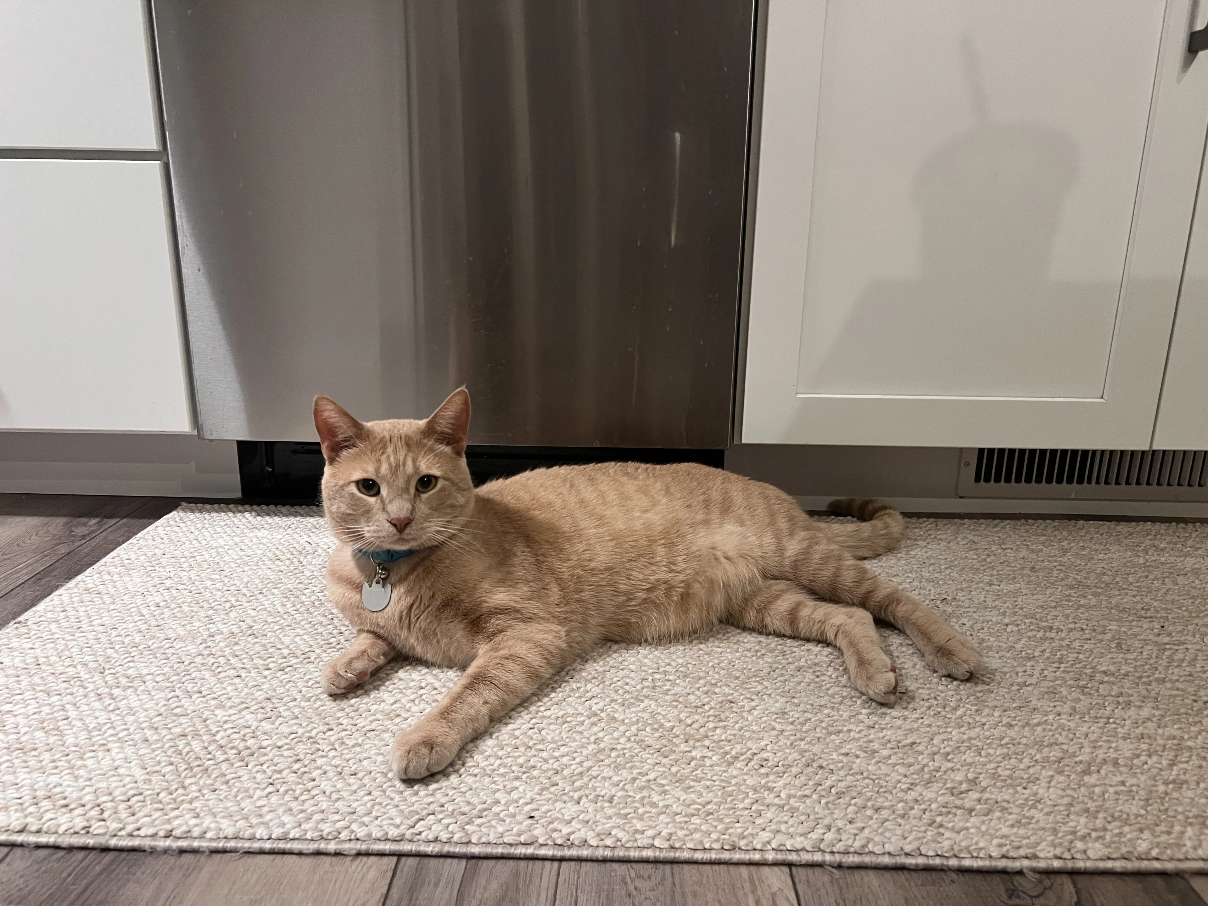 Lost pet