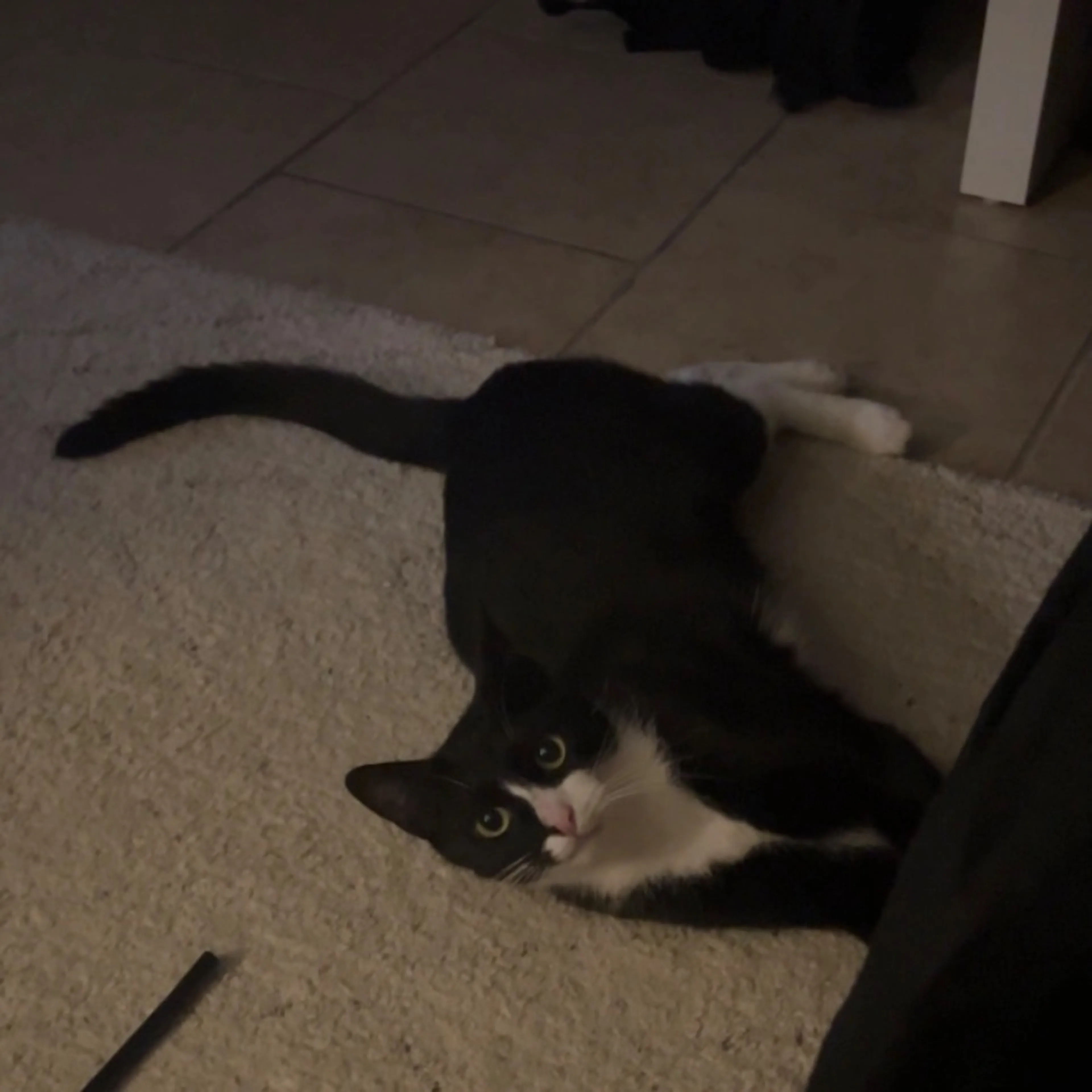 Lost pet
