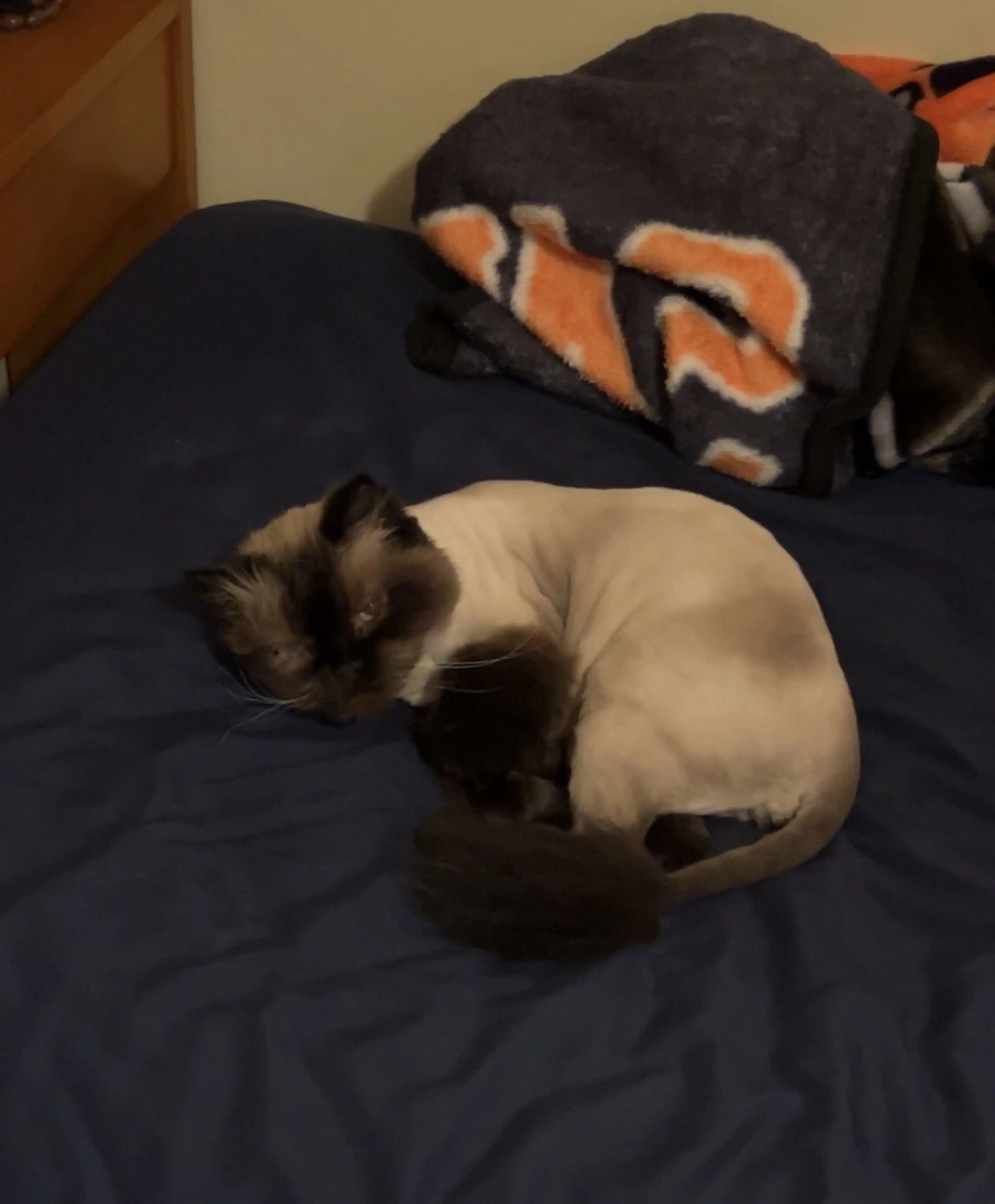 Lost pet