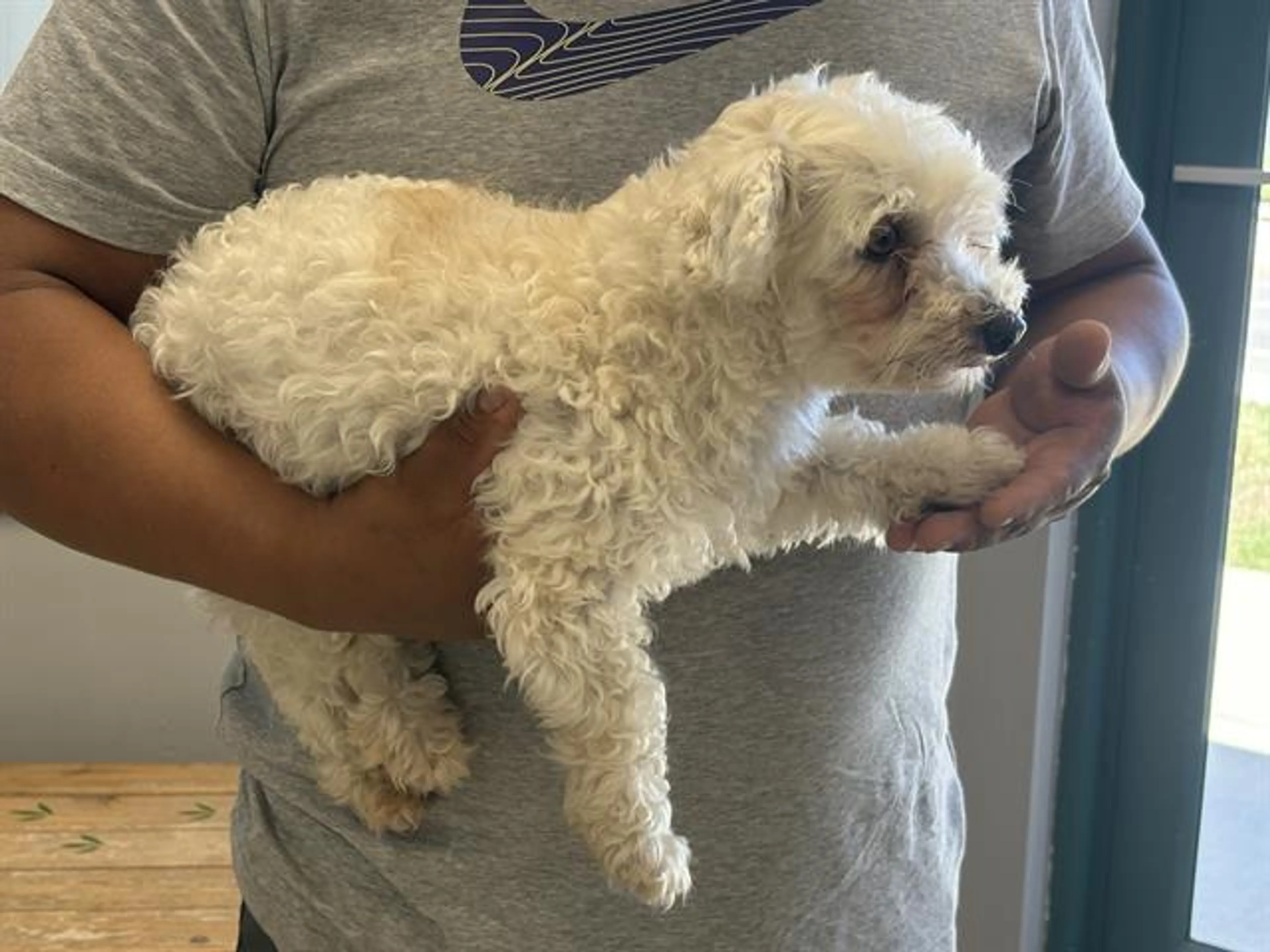 Found pet