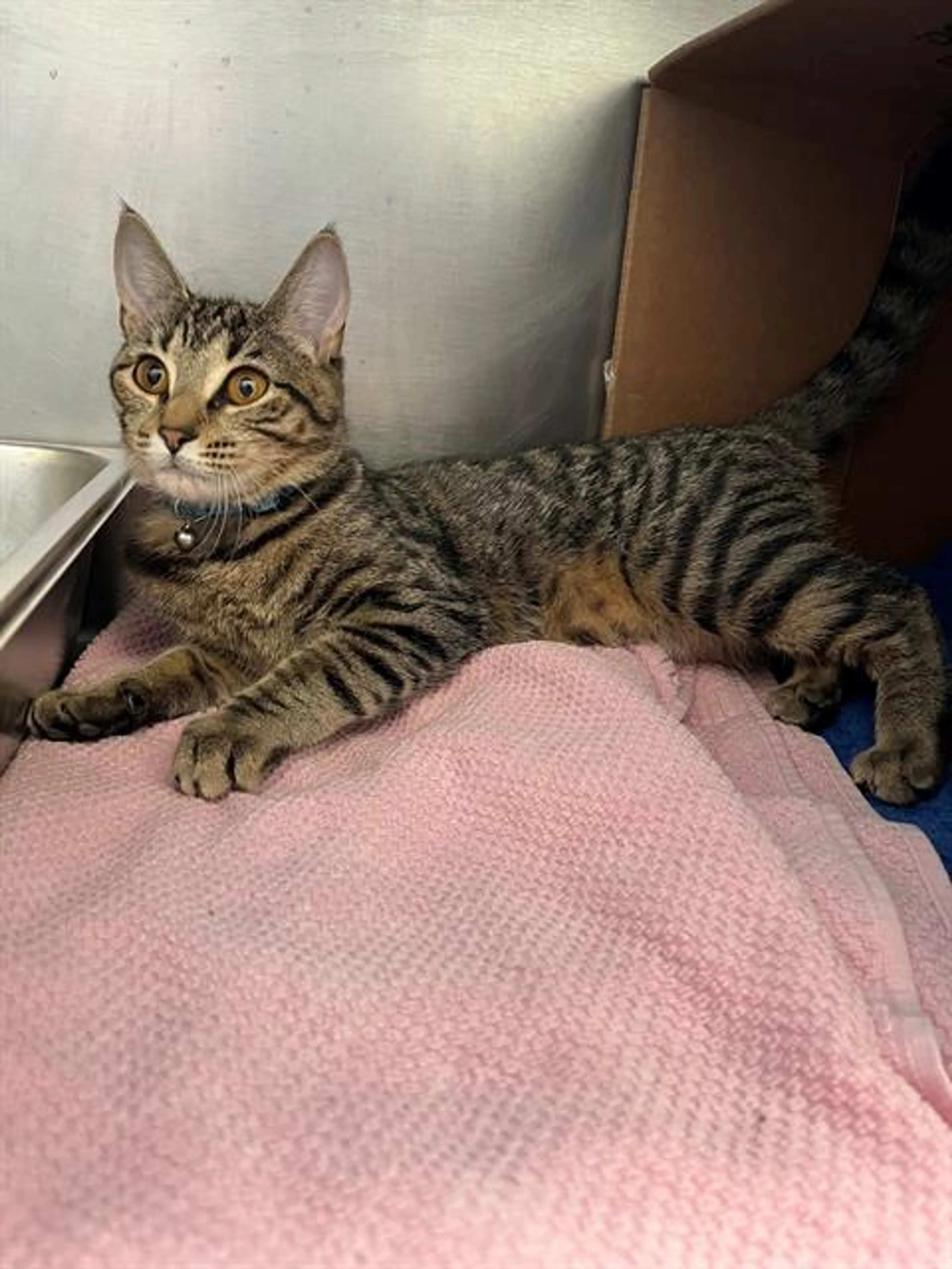Found pet