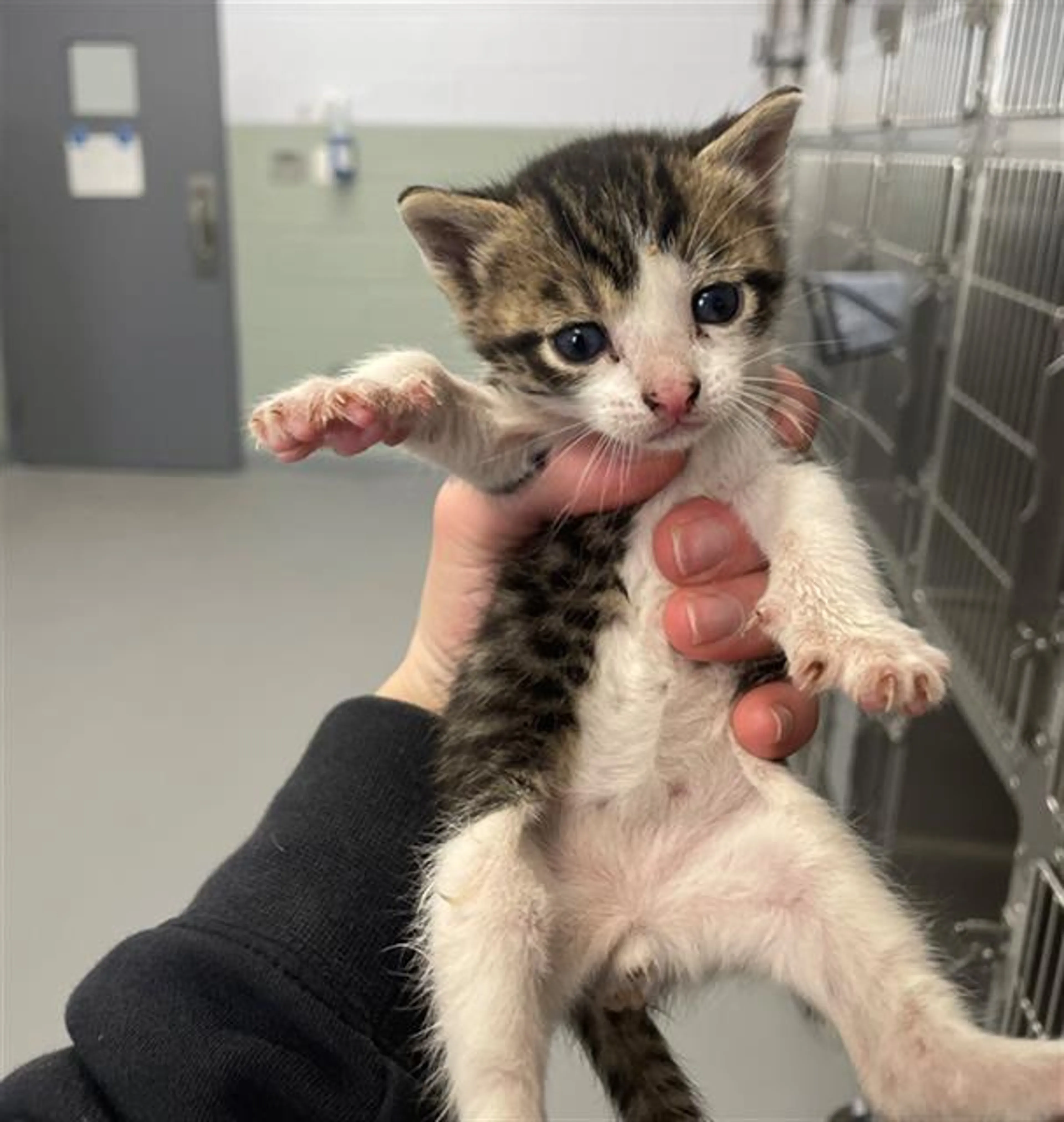Found pet