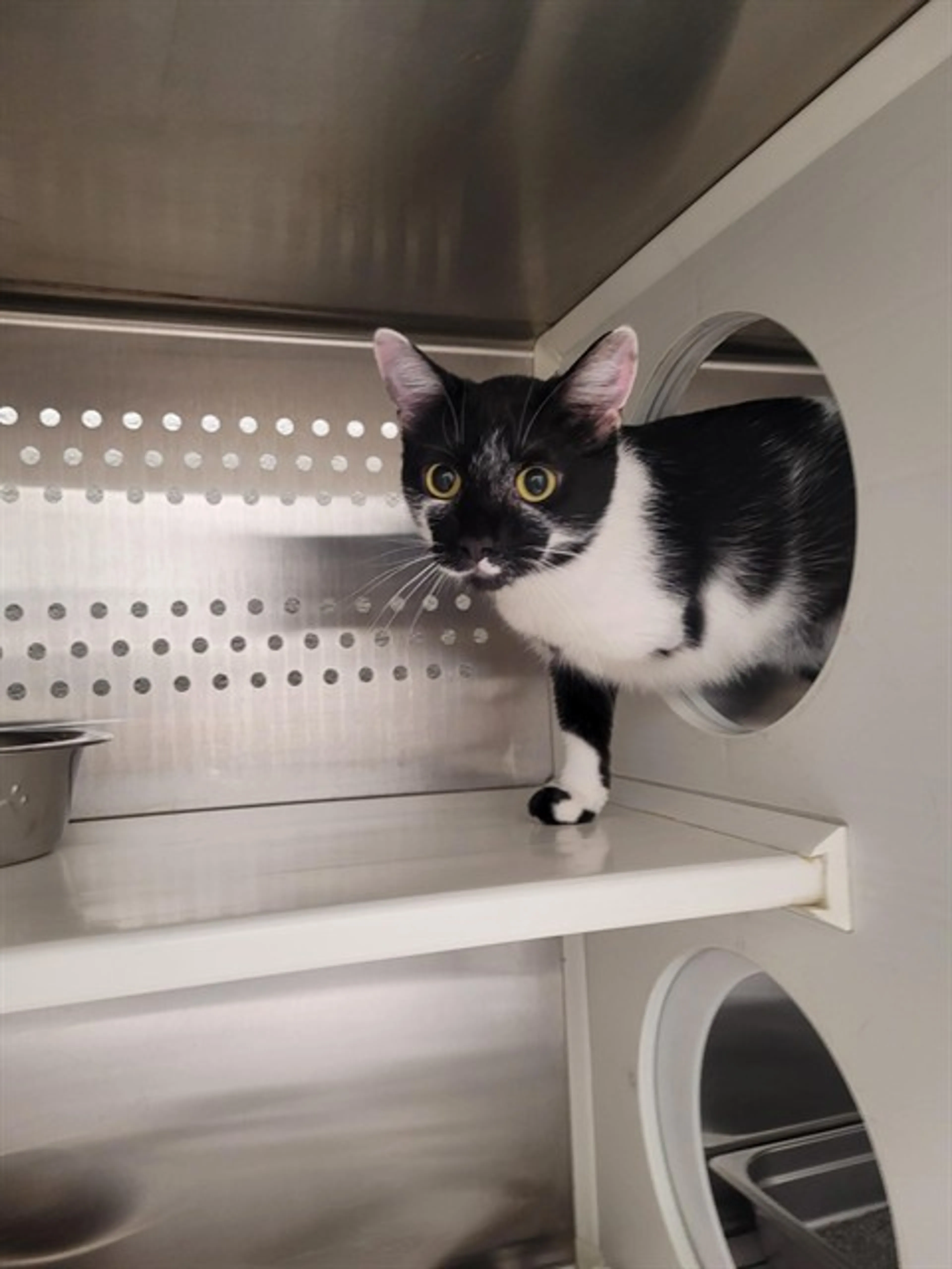 Found pet