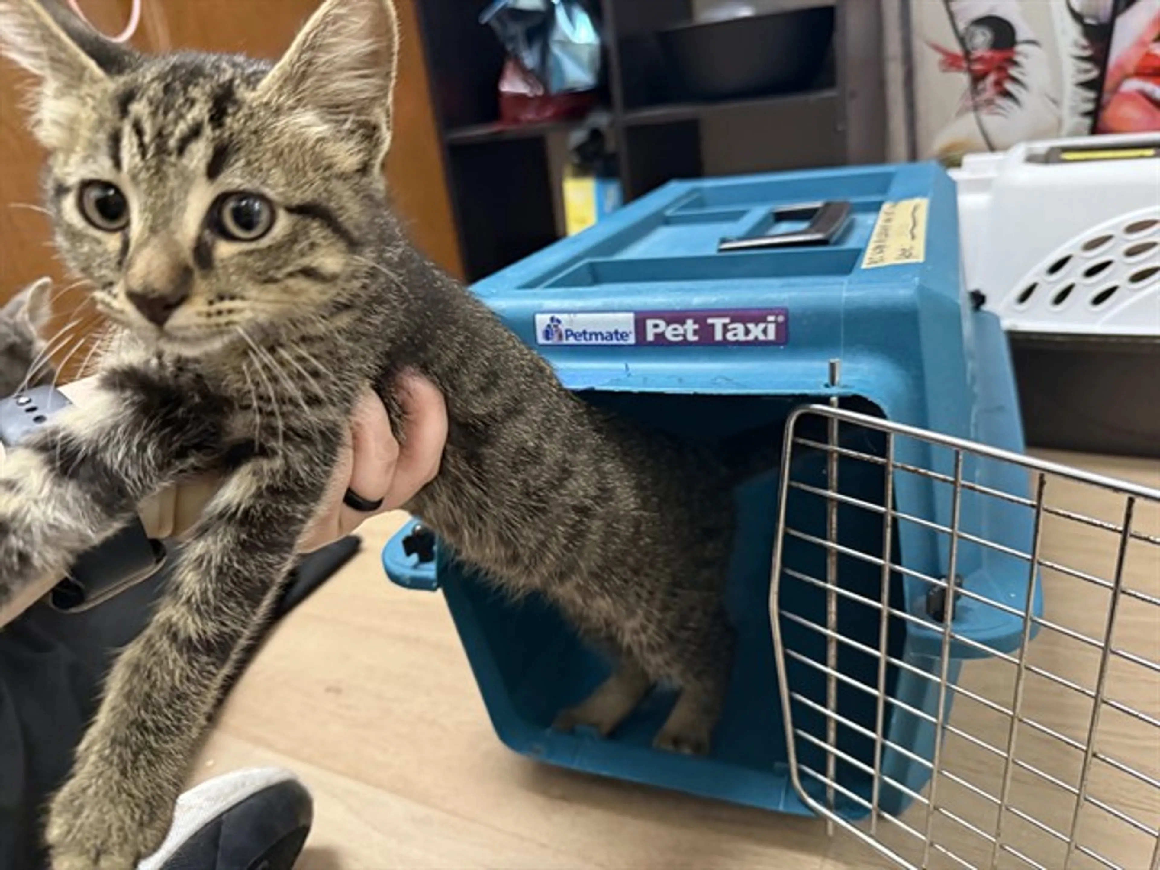 Found pet