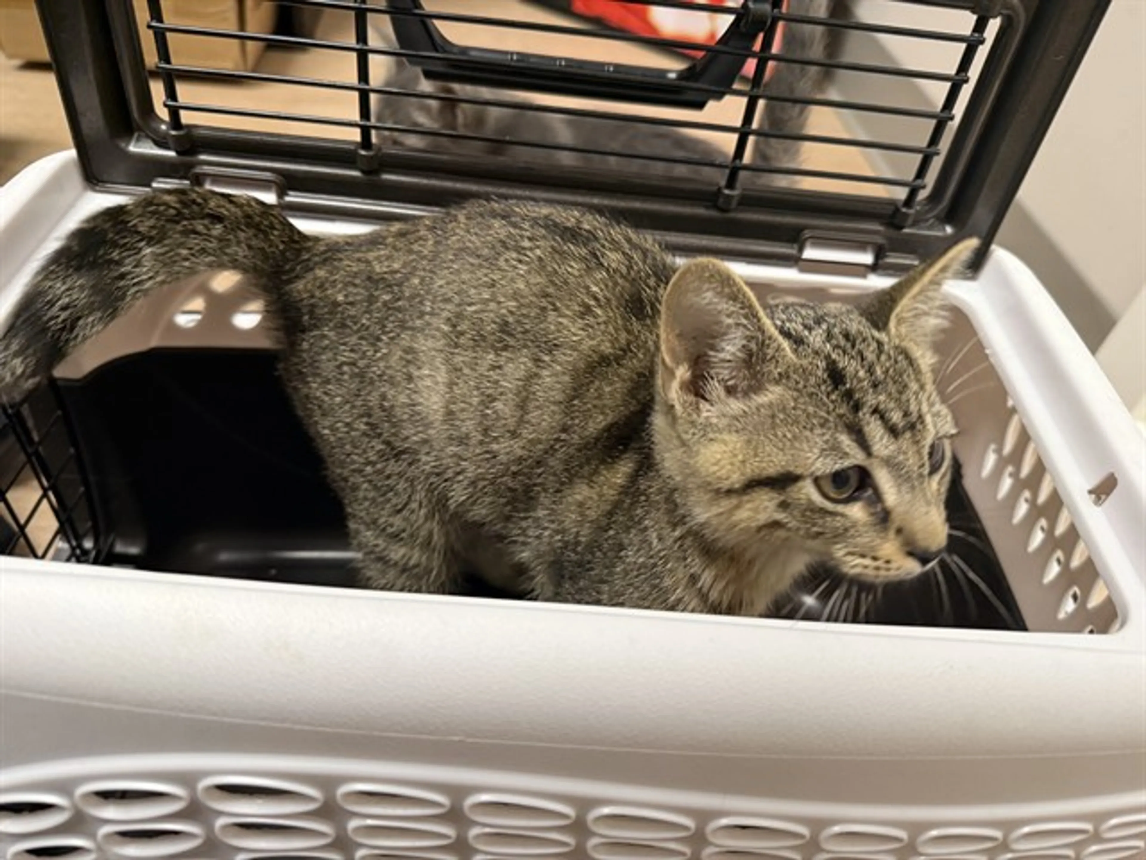 Found pet