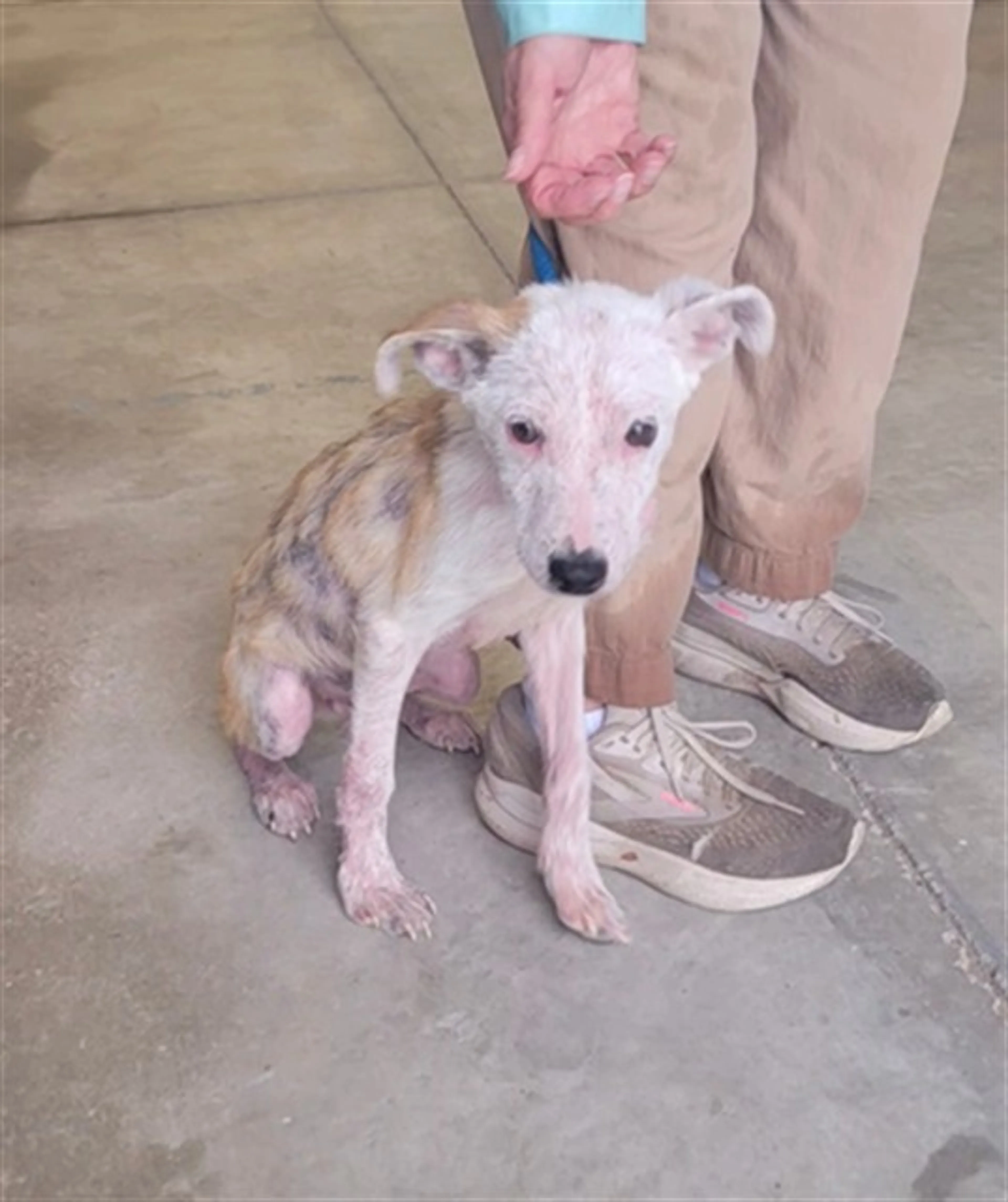 Found pet