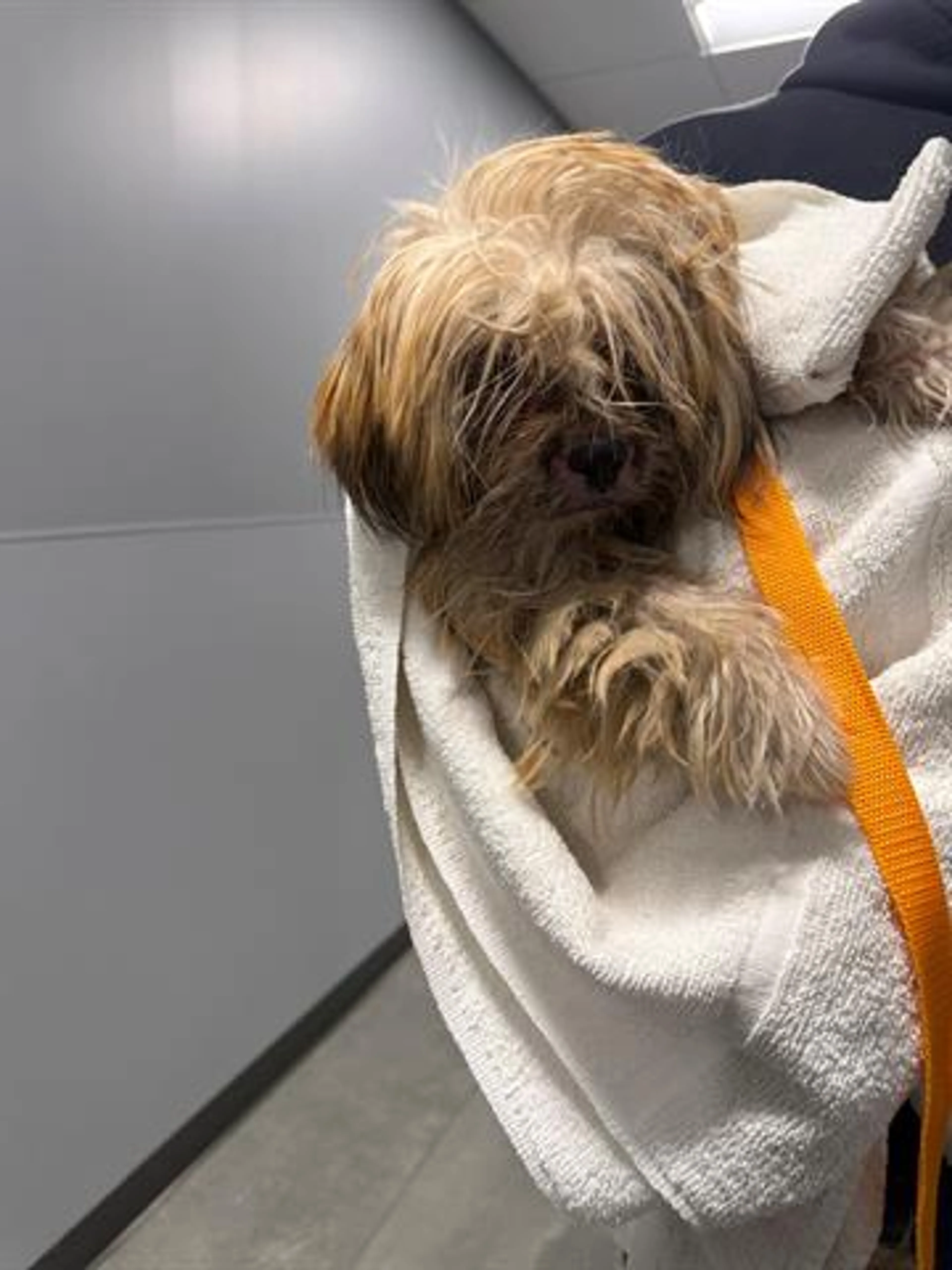 Found pet