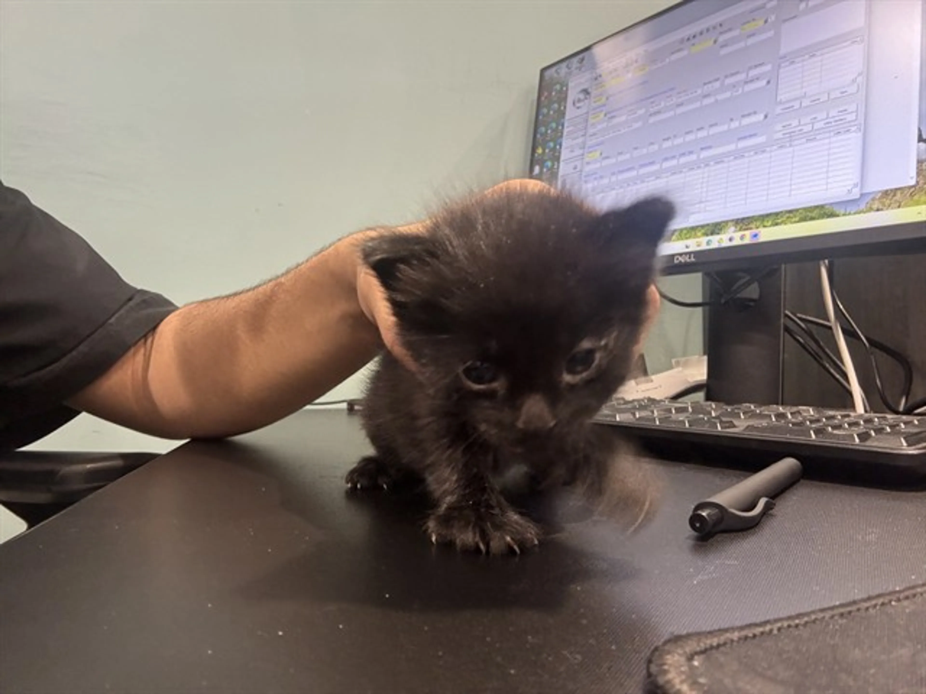 Found pet
