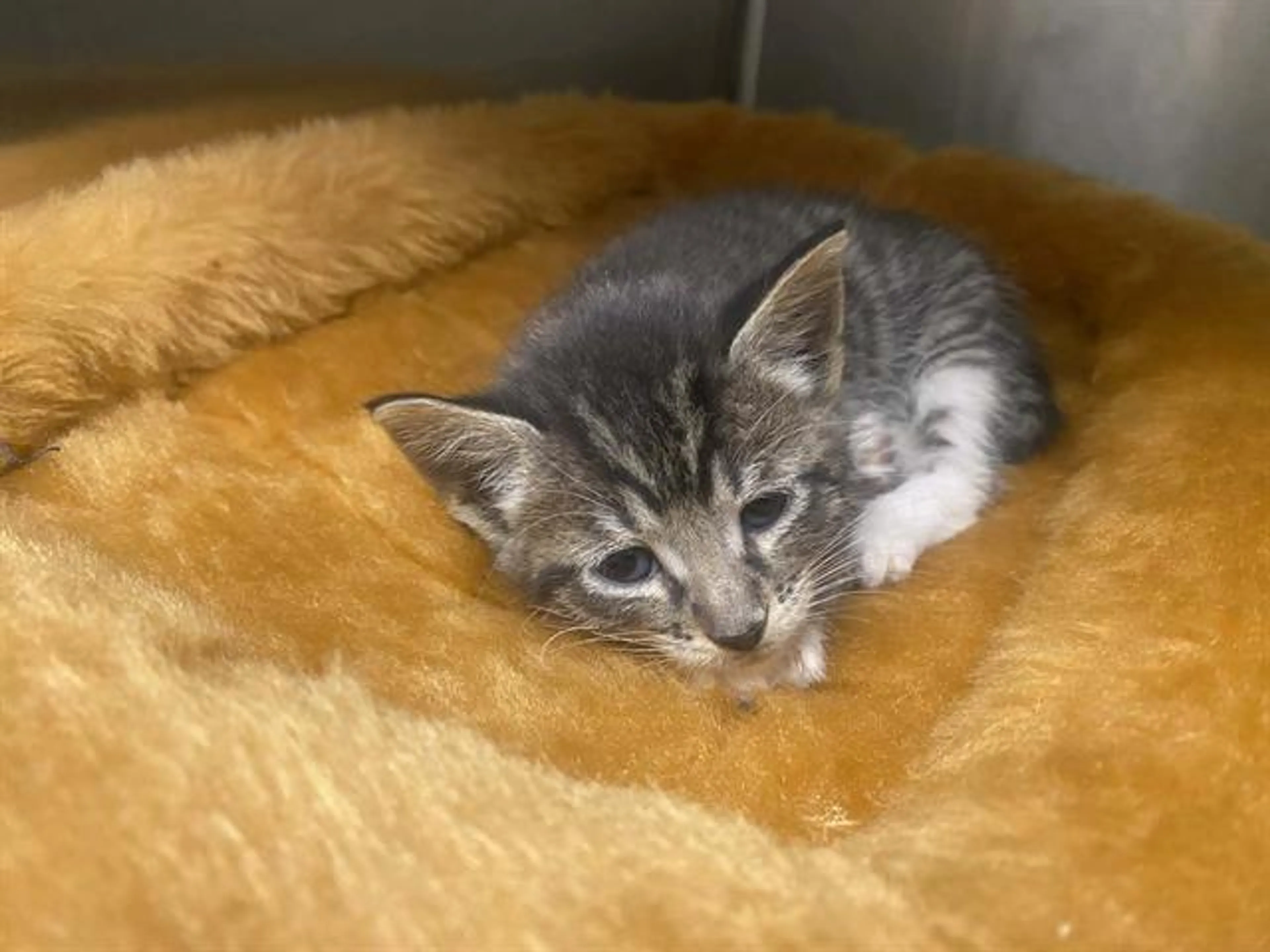 Found pet