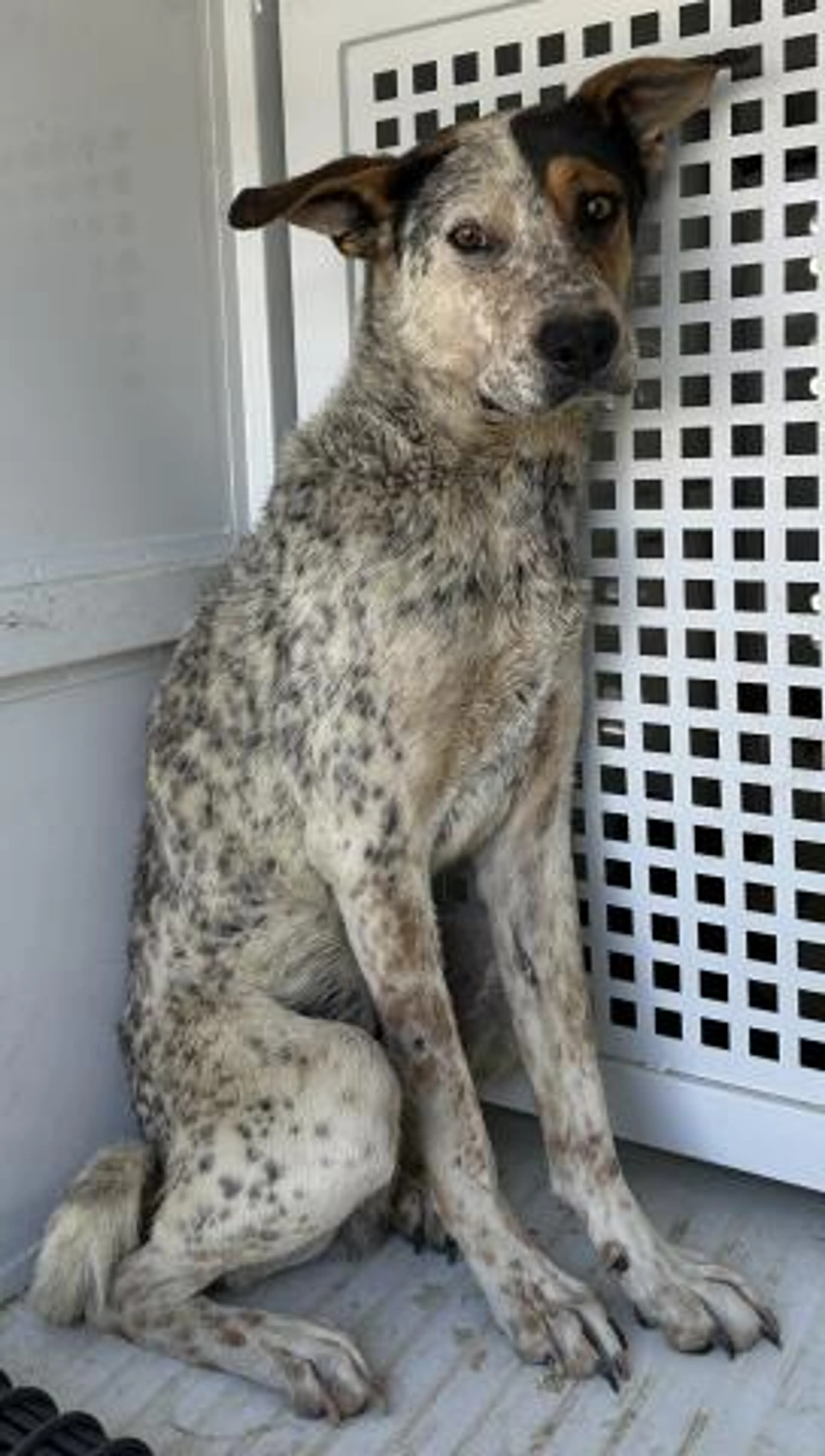 Found pet