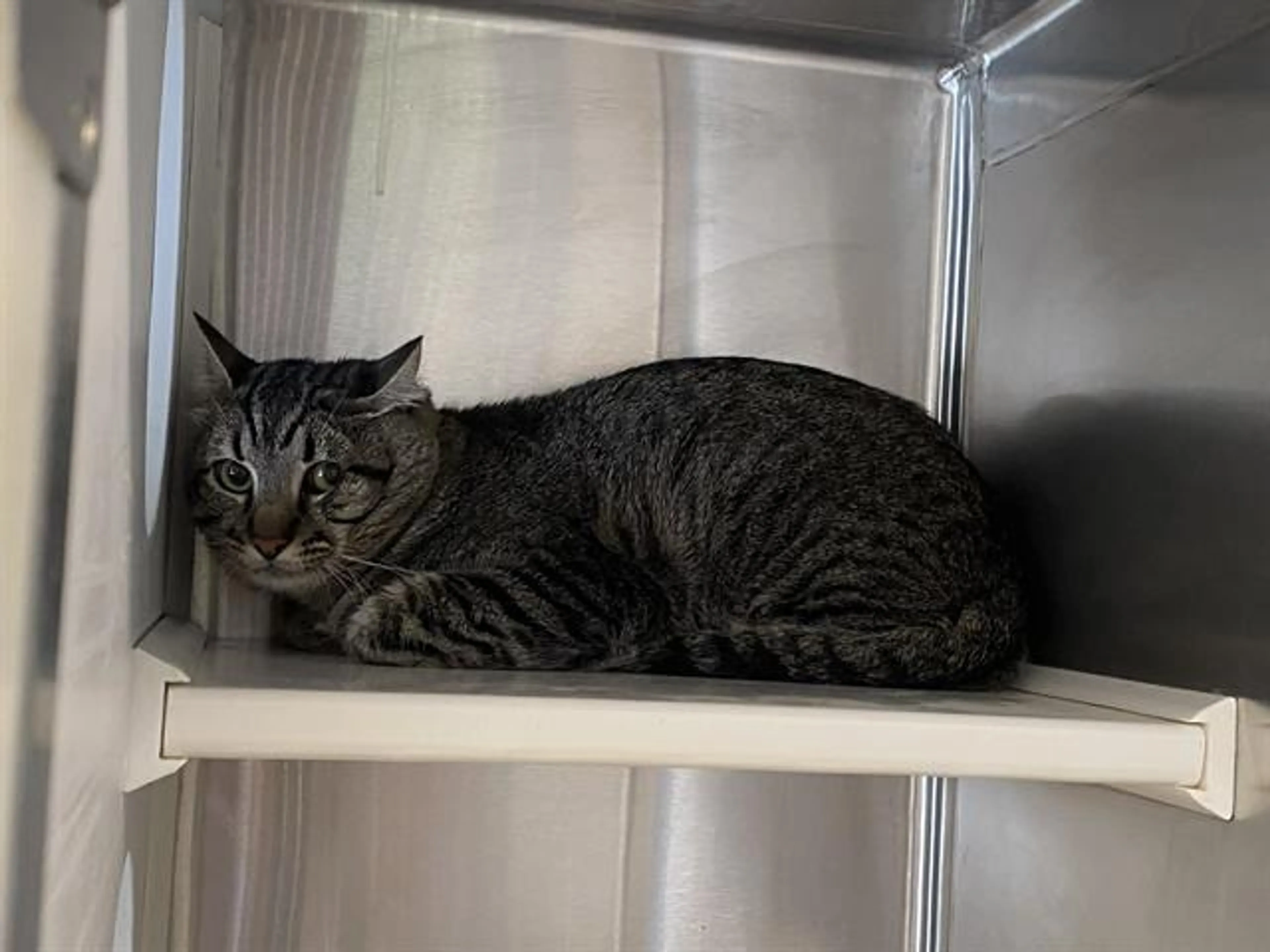 Found pet