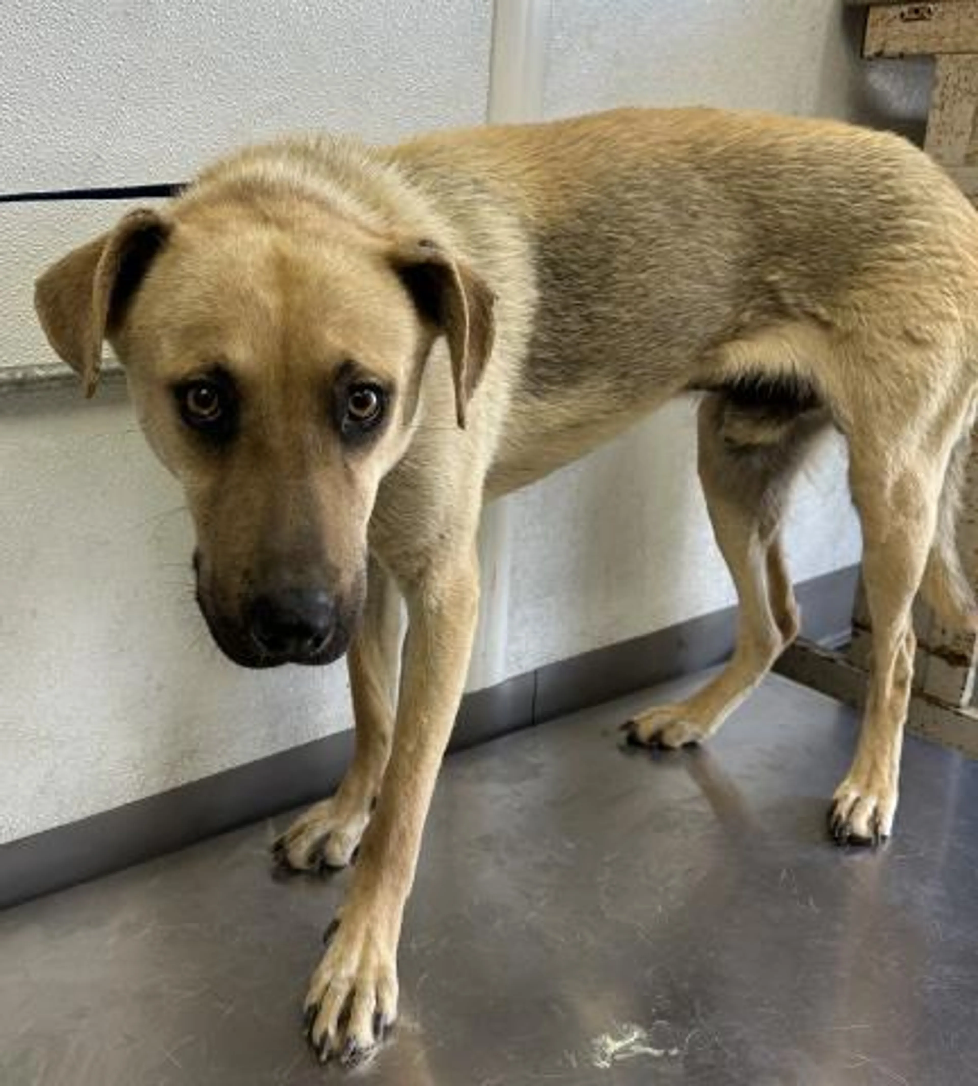 Found pet