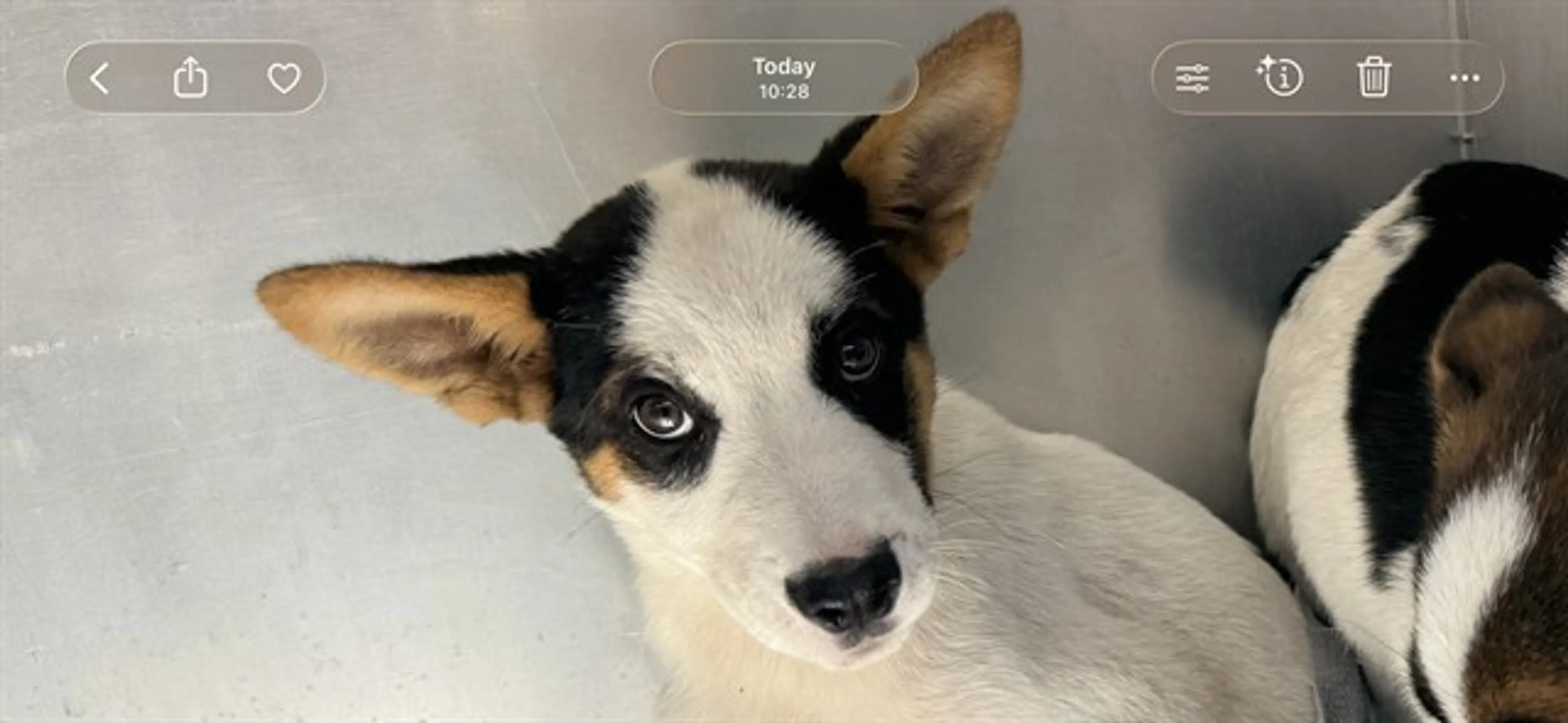 Found pet