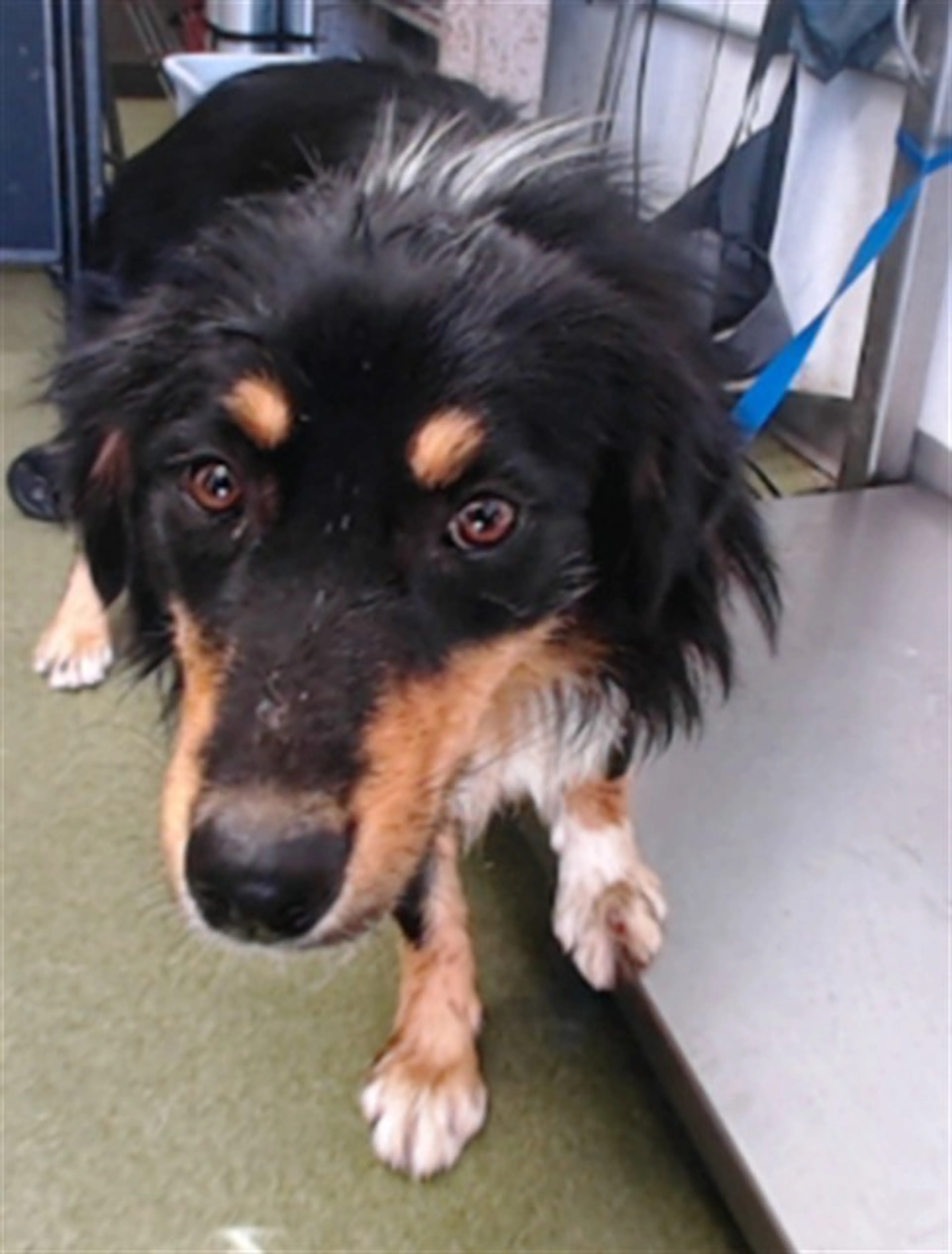 Found pet
