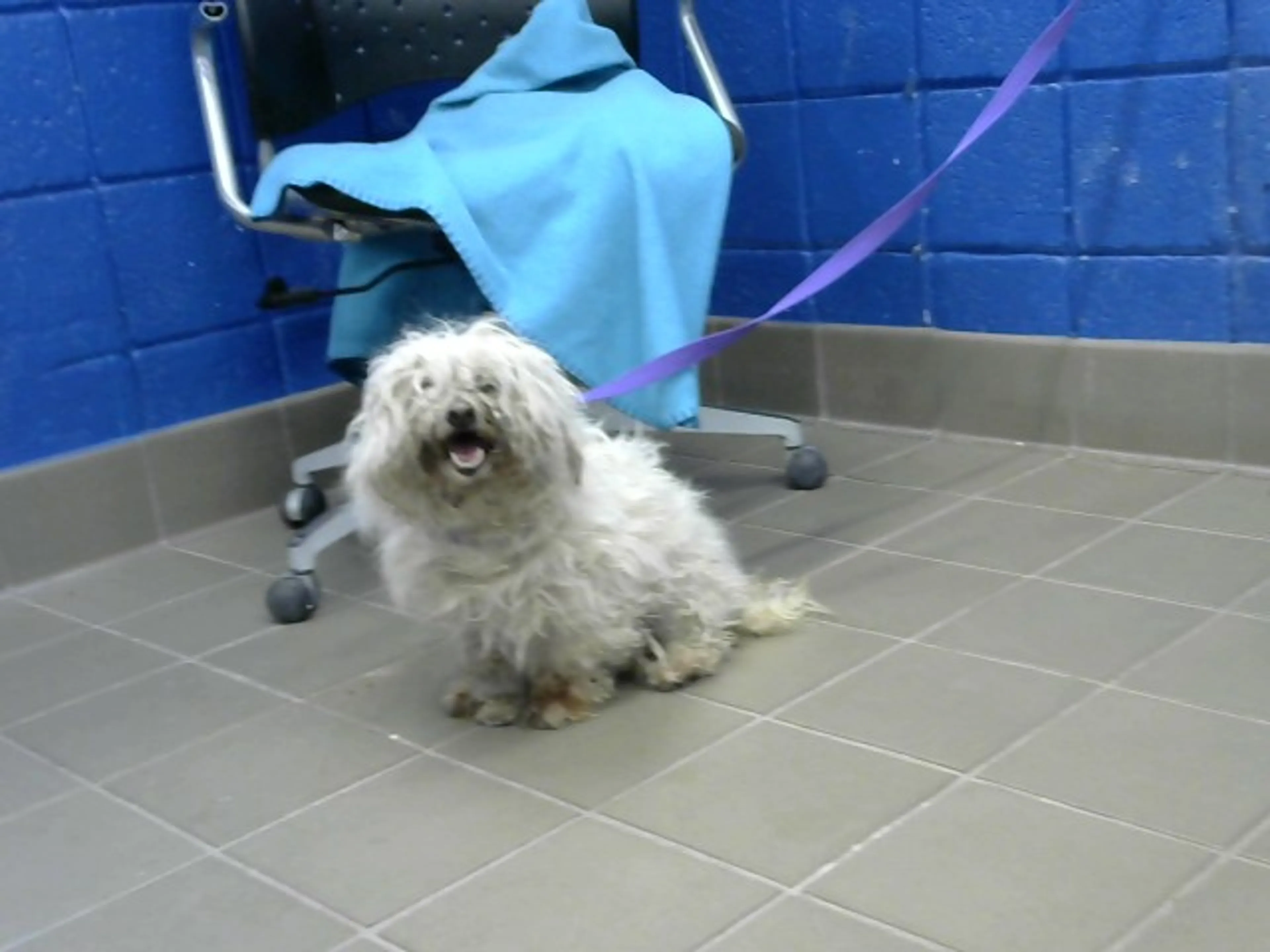 Found pet