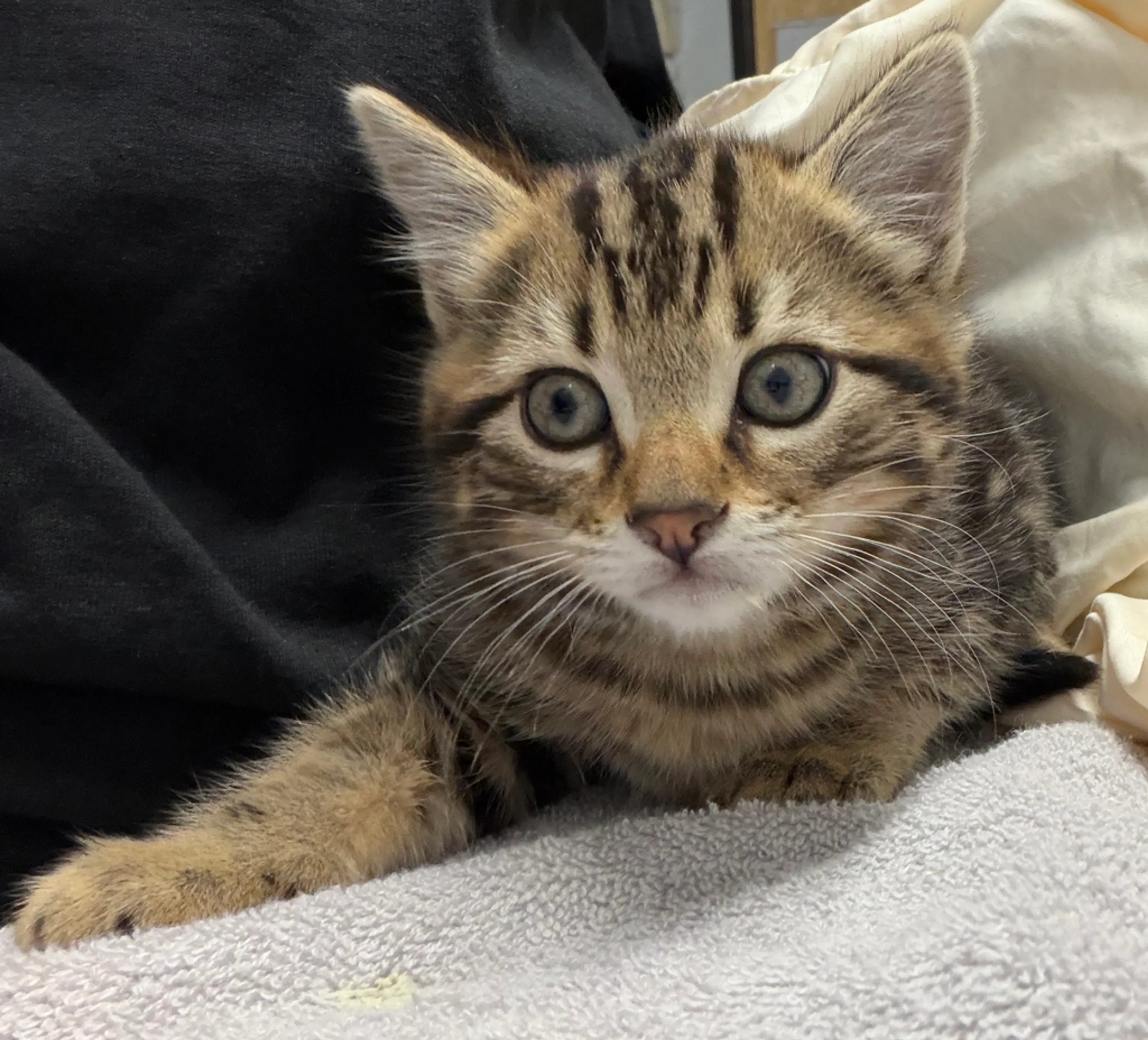 Found pet