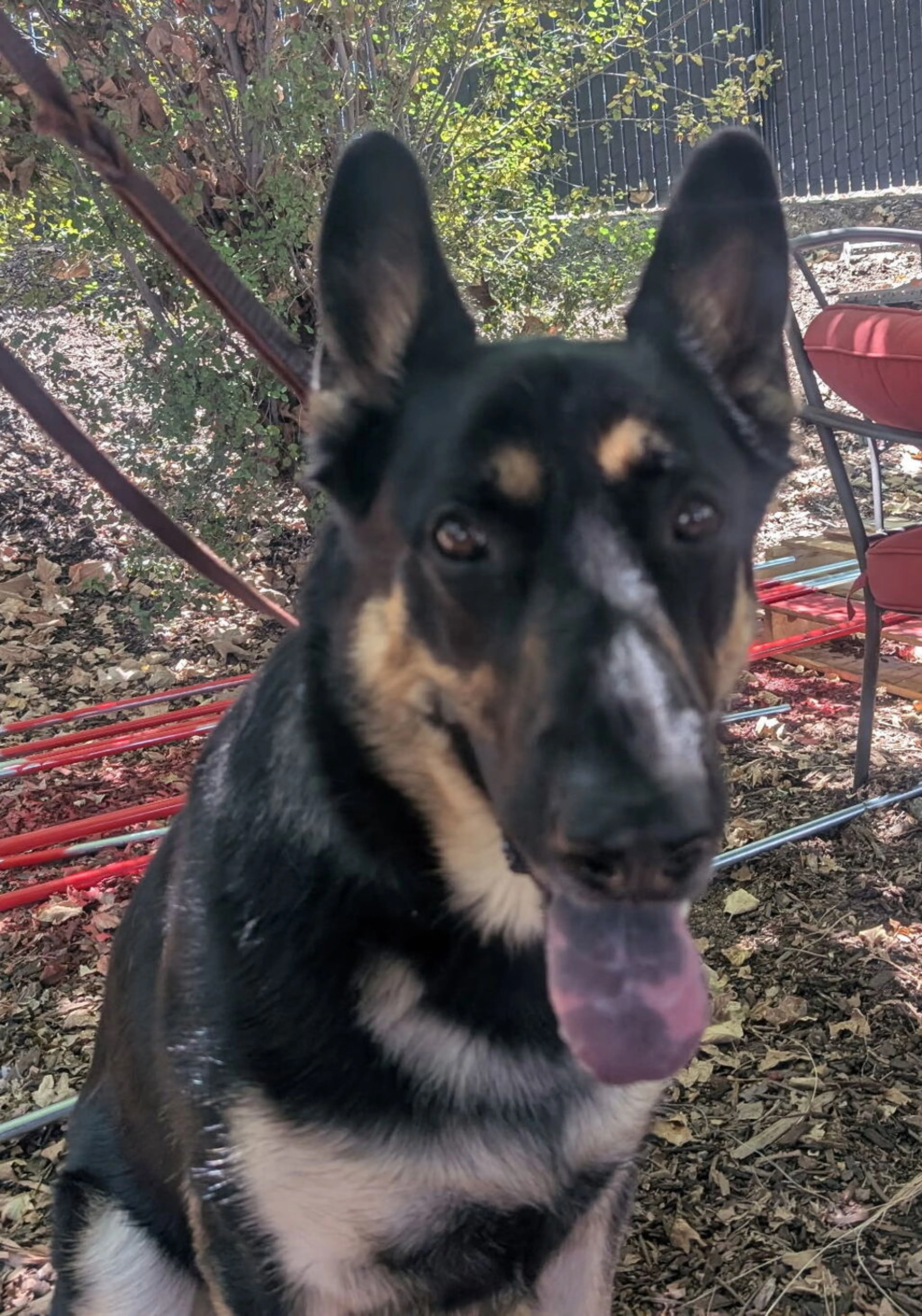 Found pet