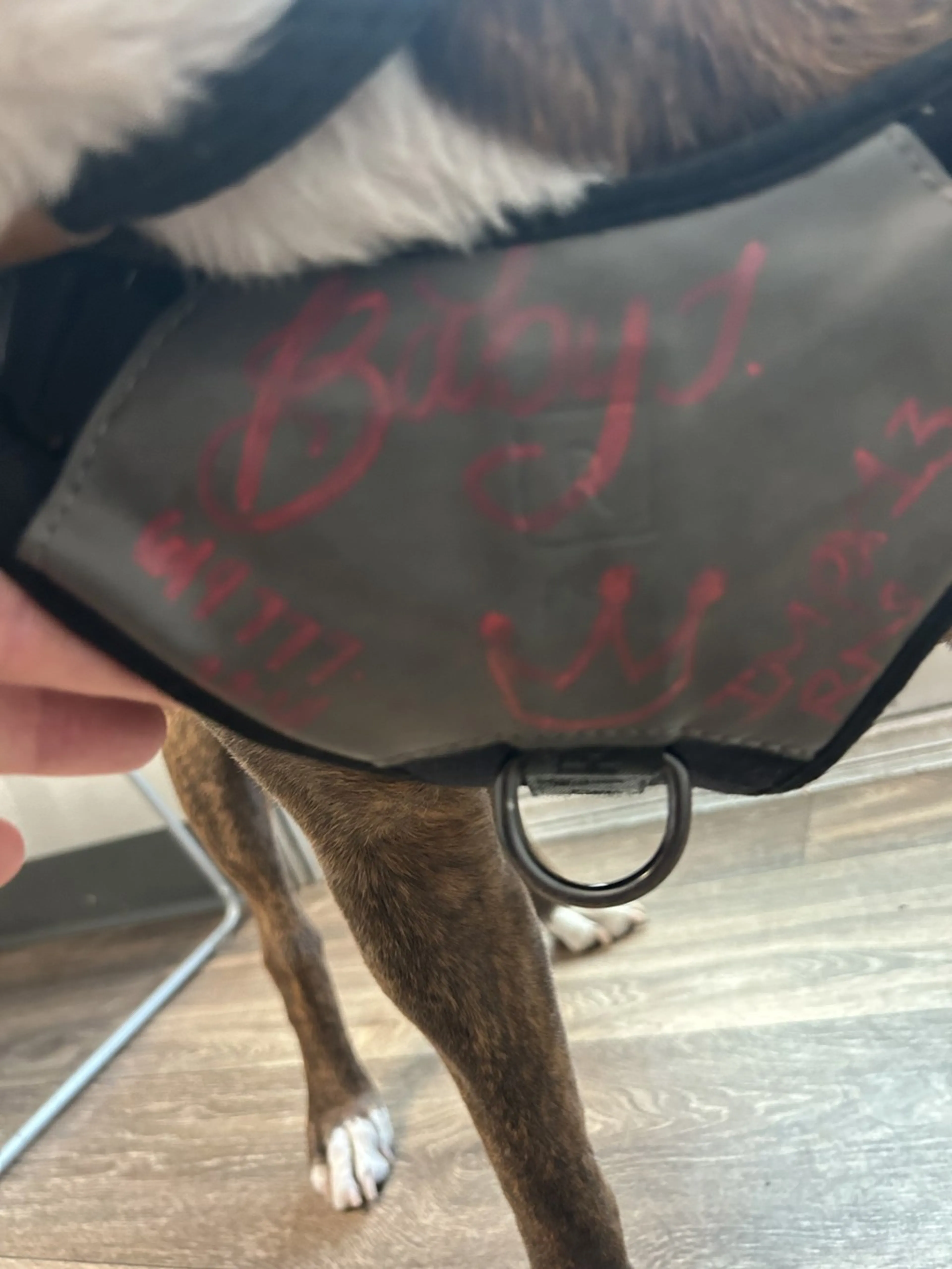 Found pet-3