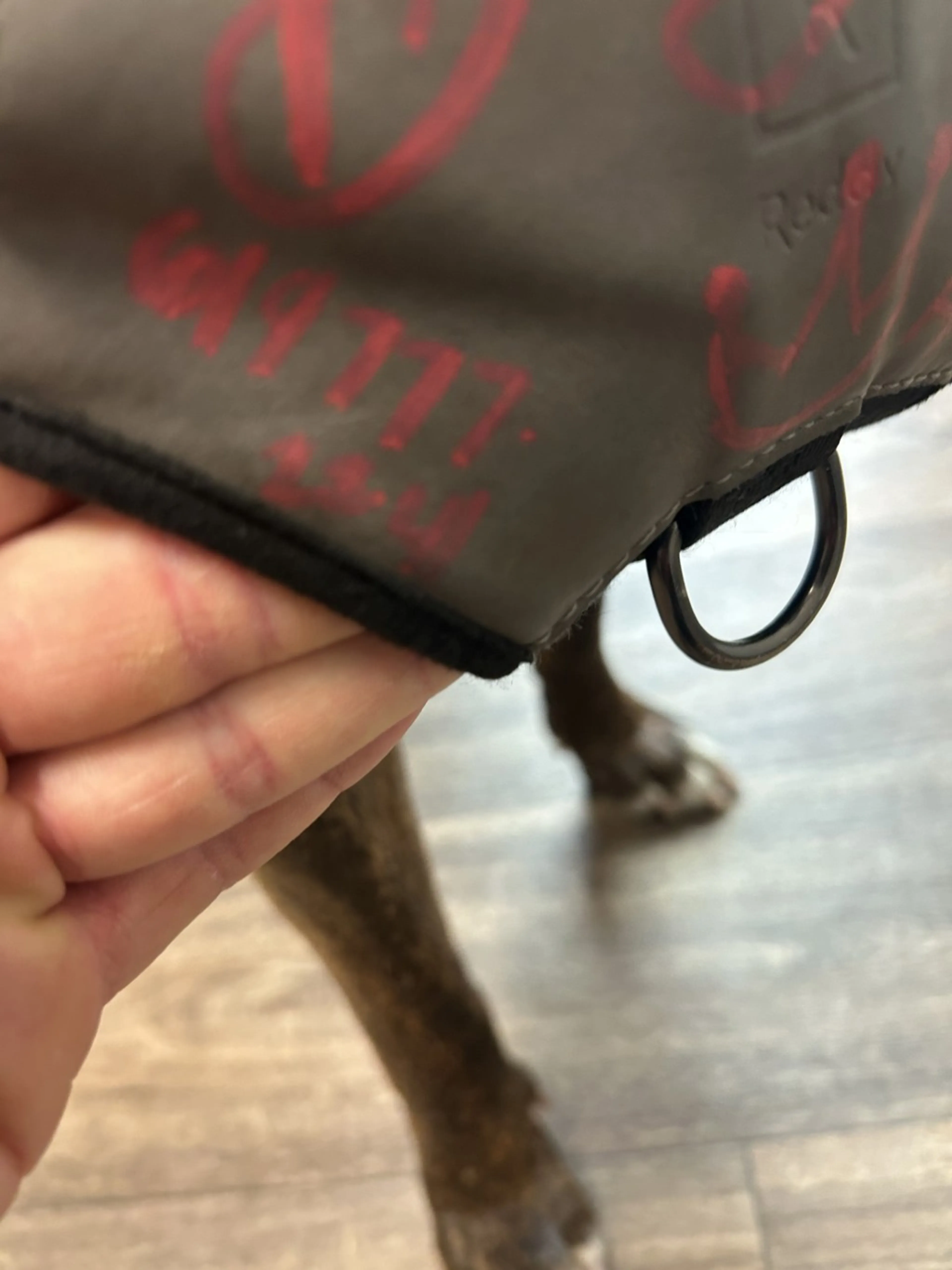 Found pet-2