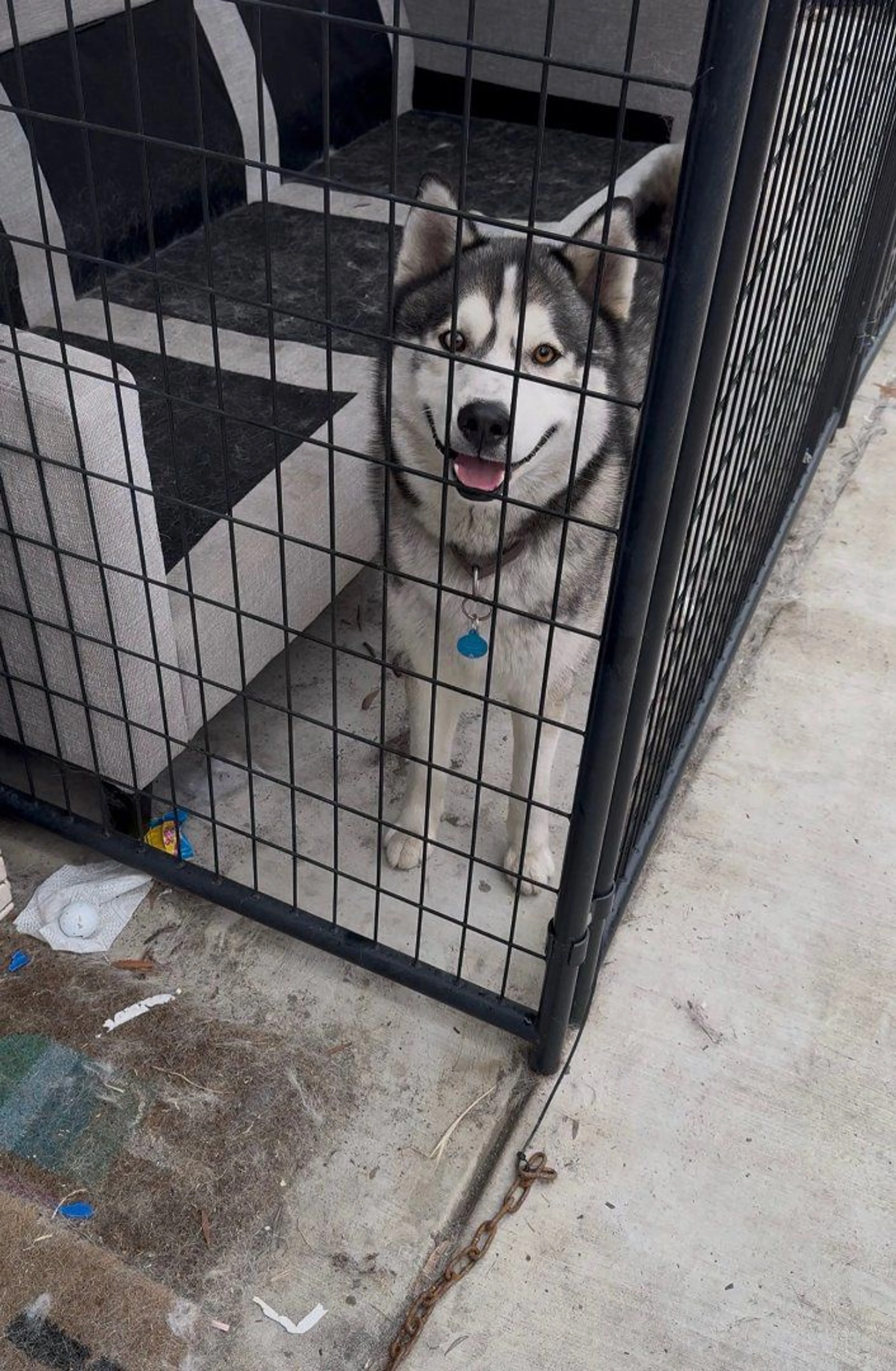 Lost pet-1