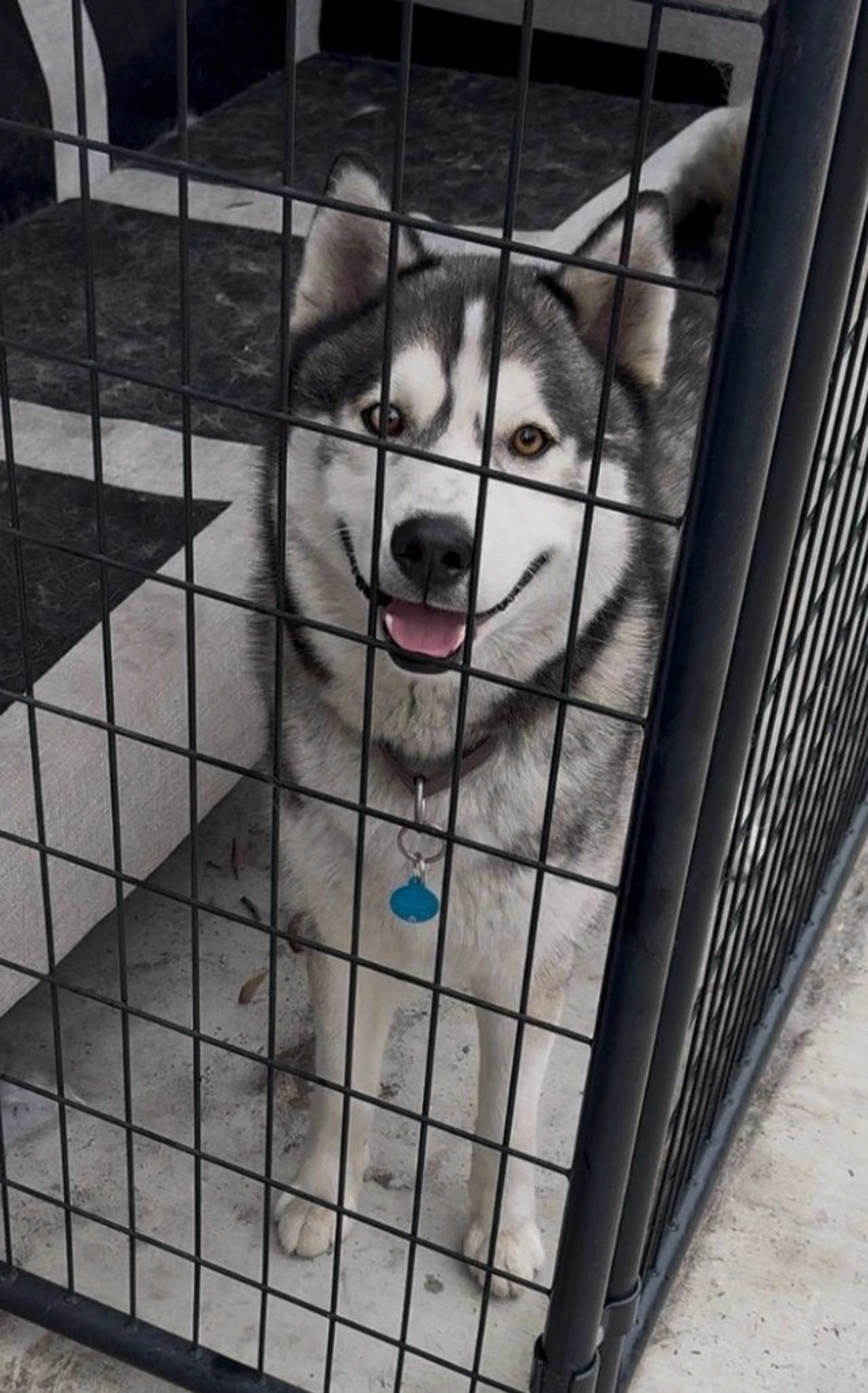 Lost pet-0