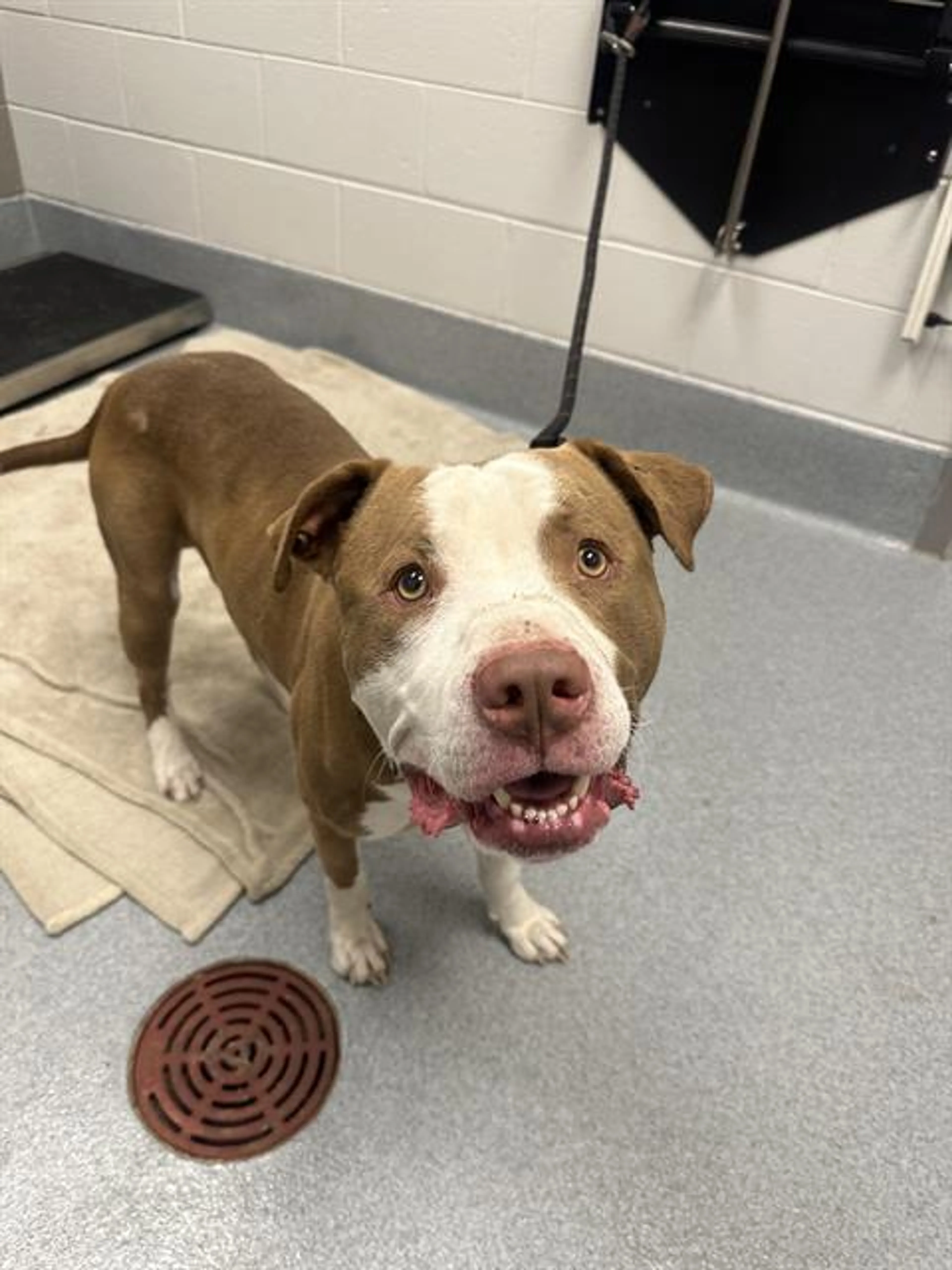 Found pet