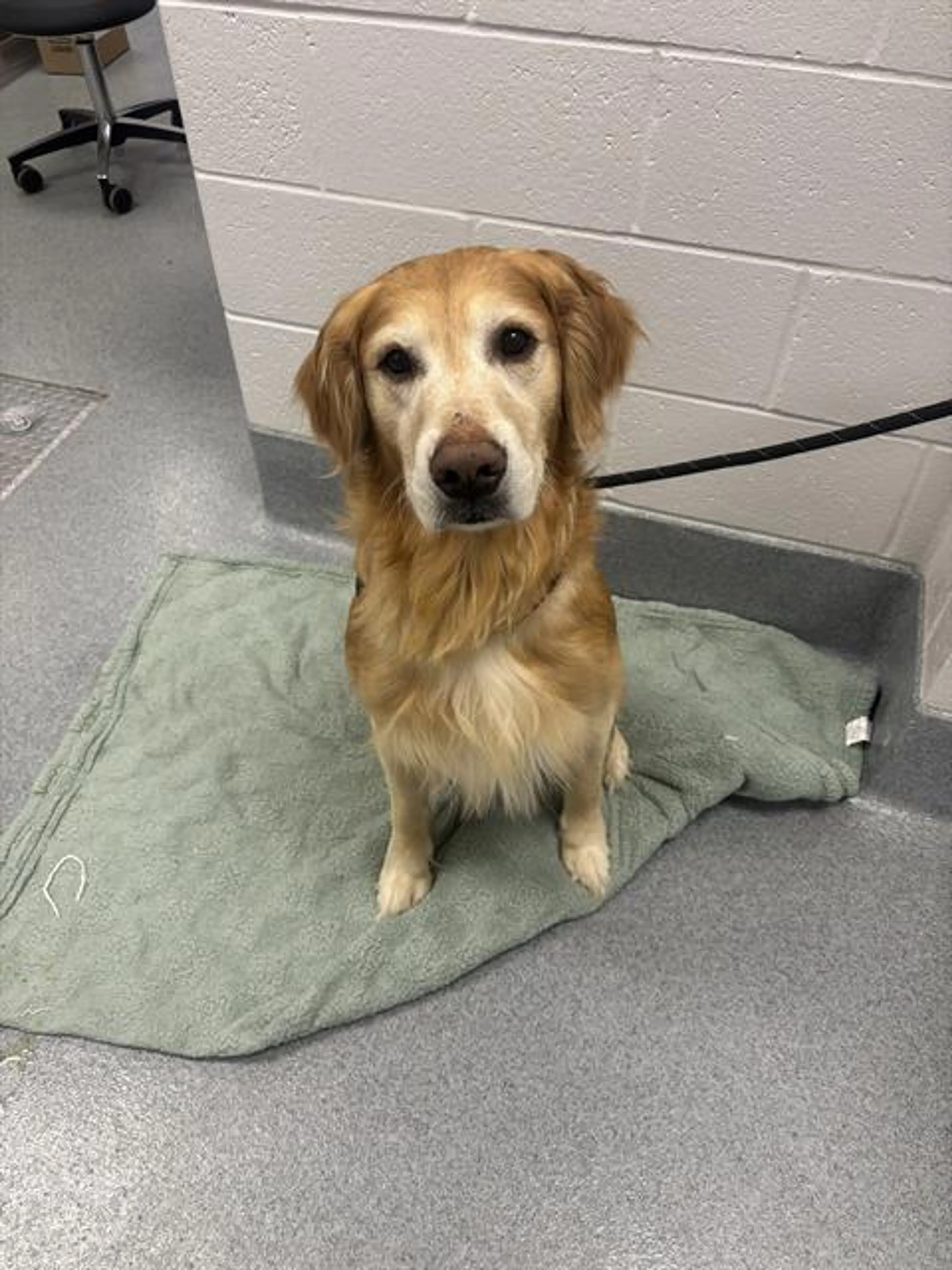 Found pet