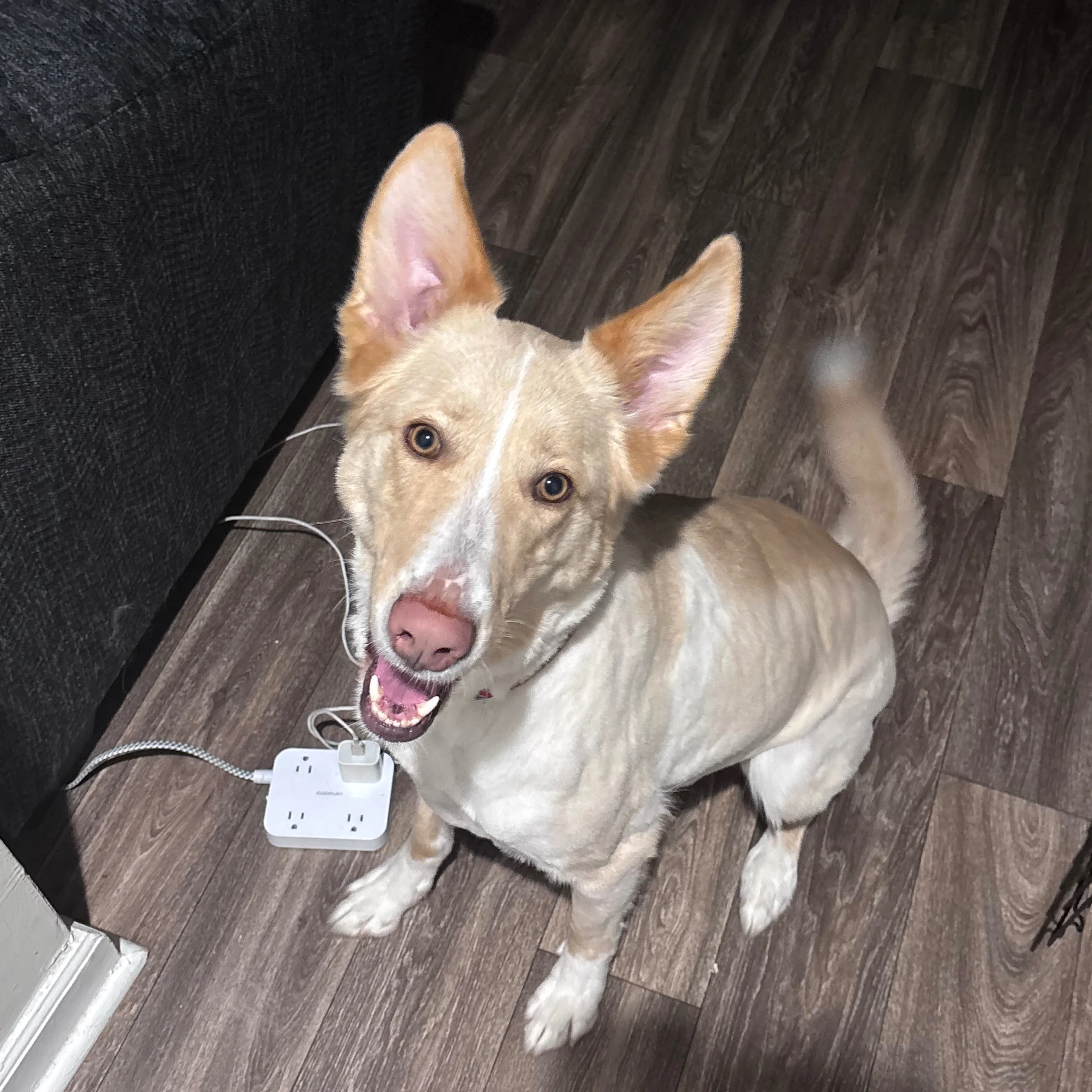 Lost pet-1