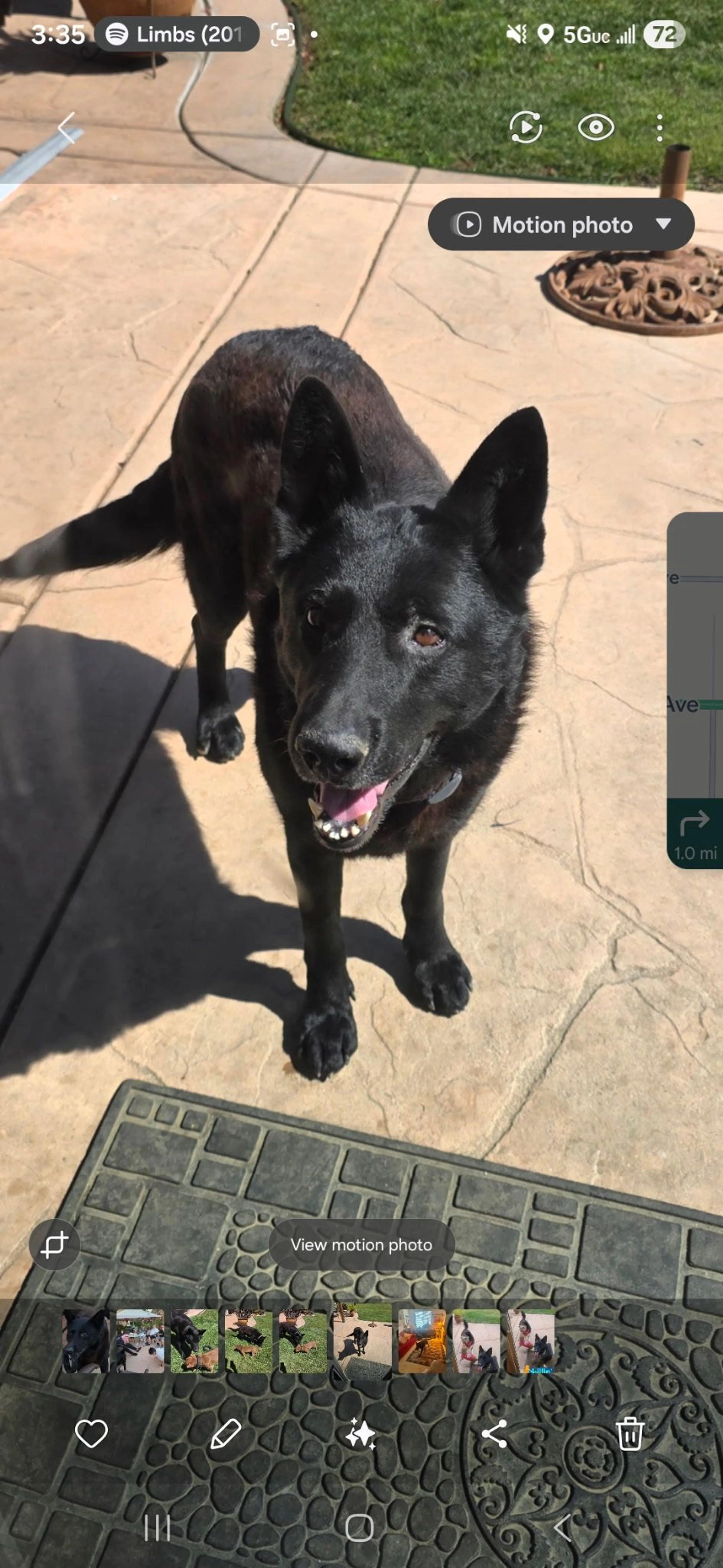 Lost pet-2