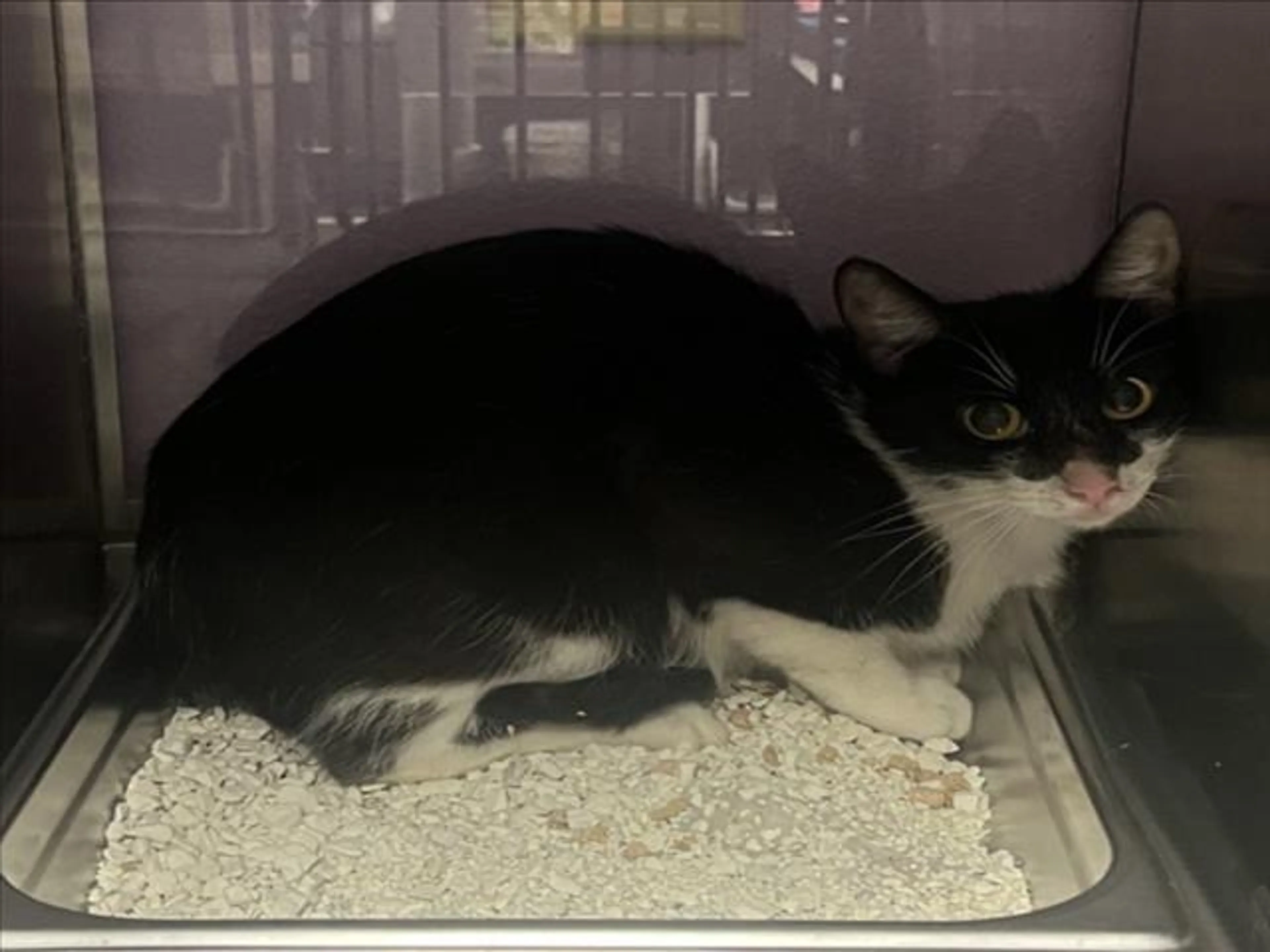 Found pet