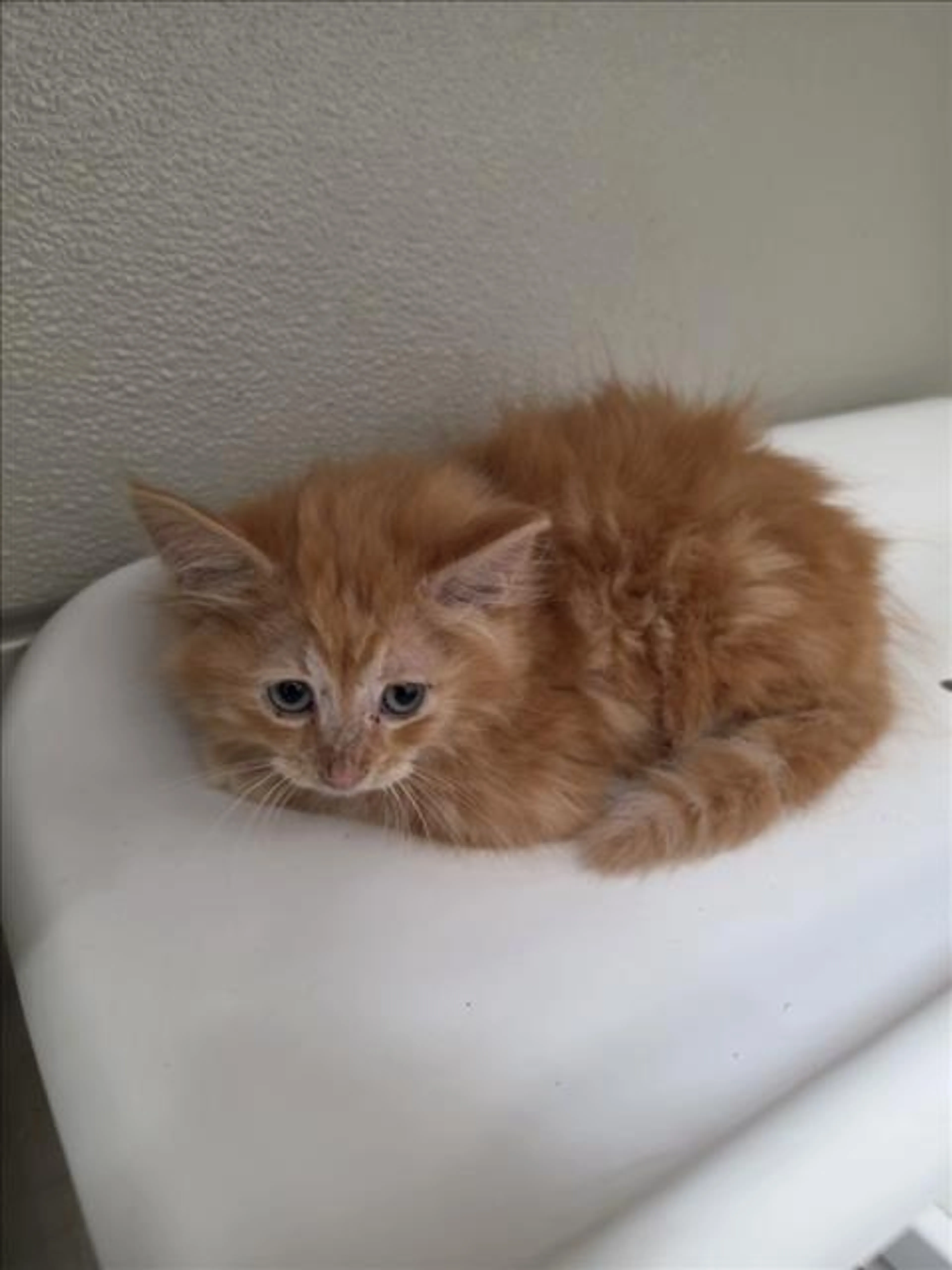 Found pet