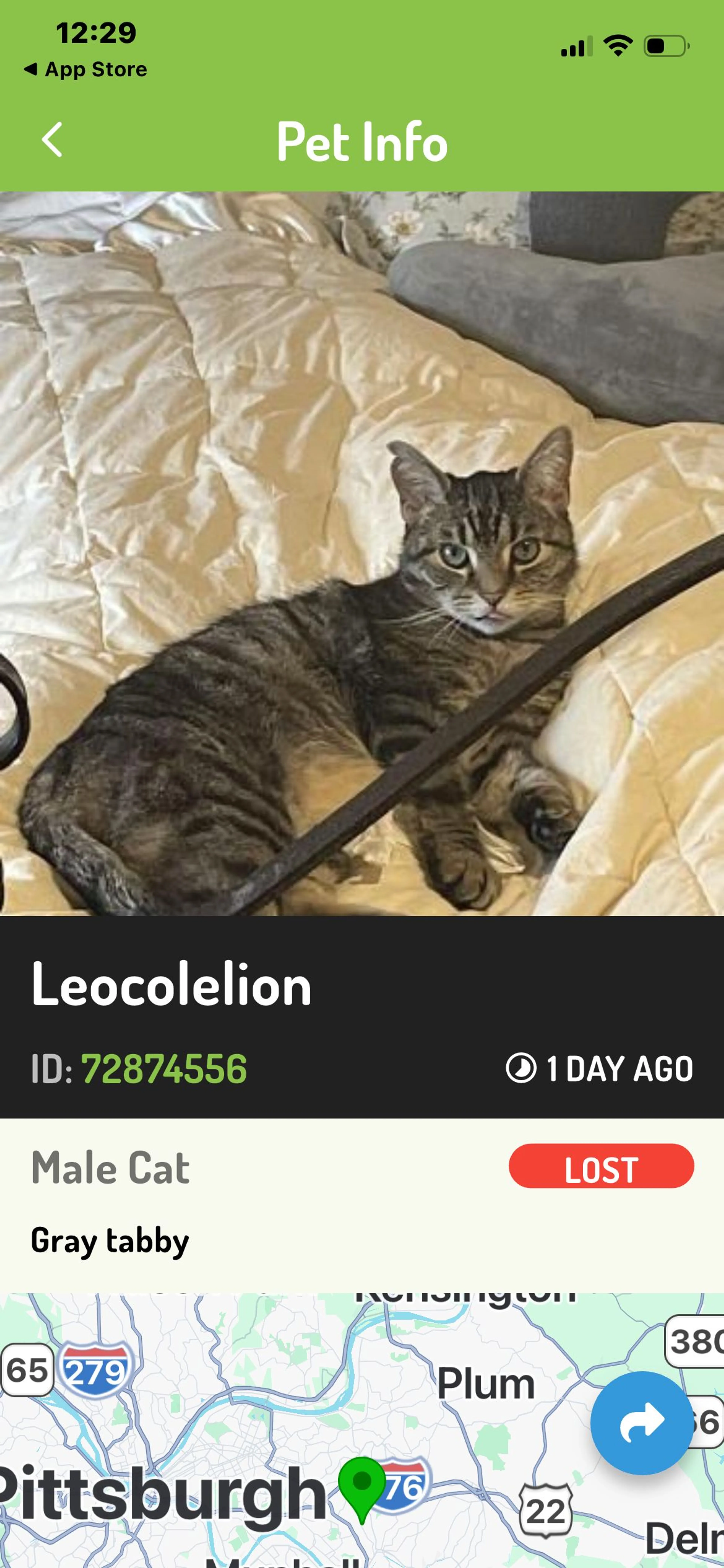 Lost pet-0