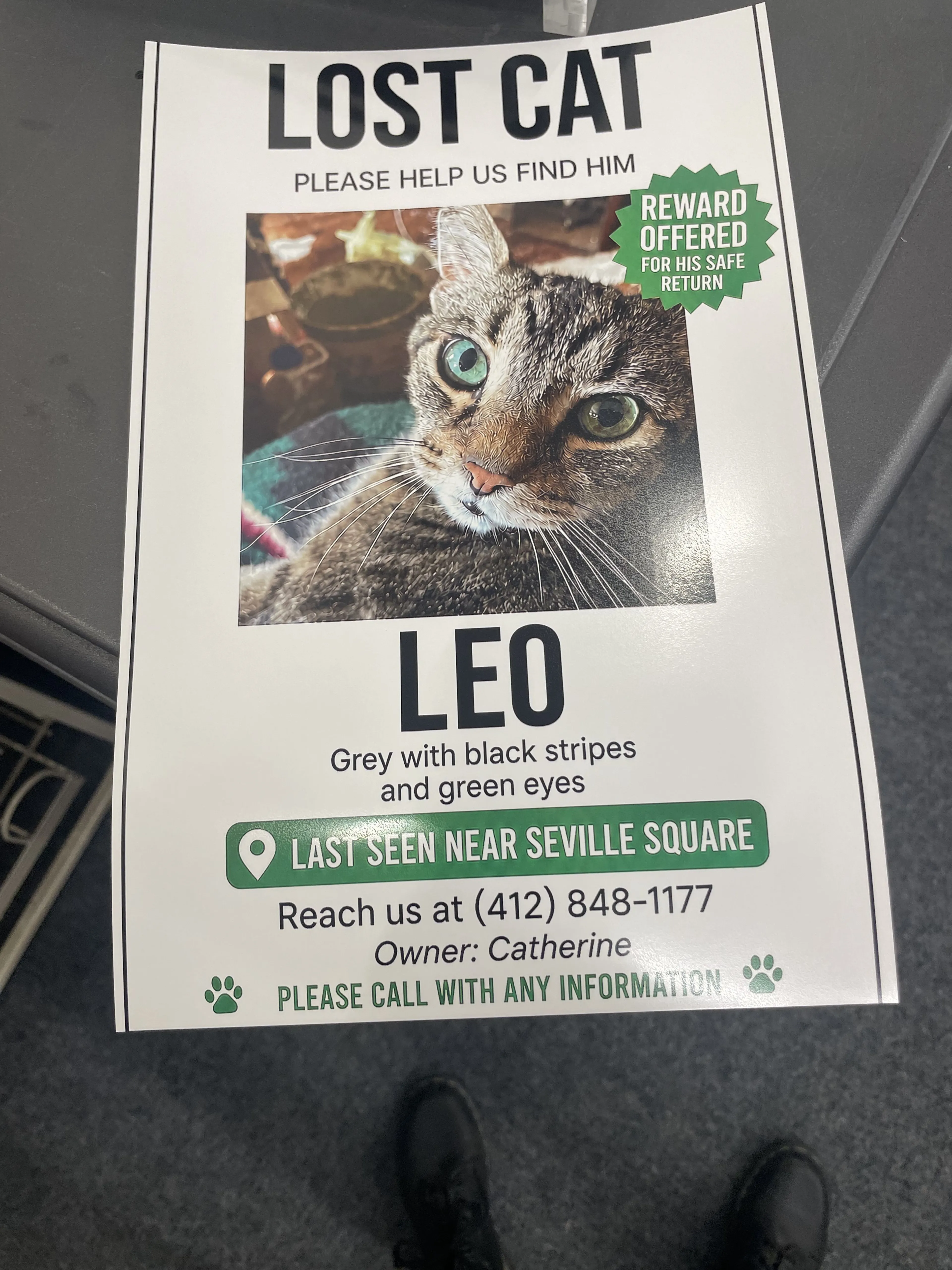 Lost pet-1
