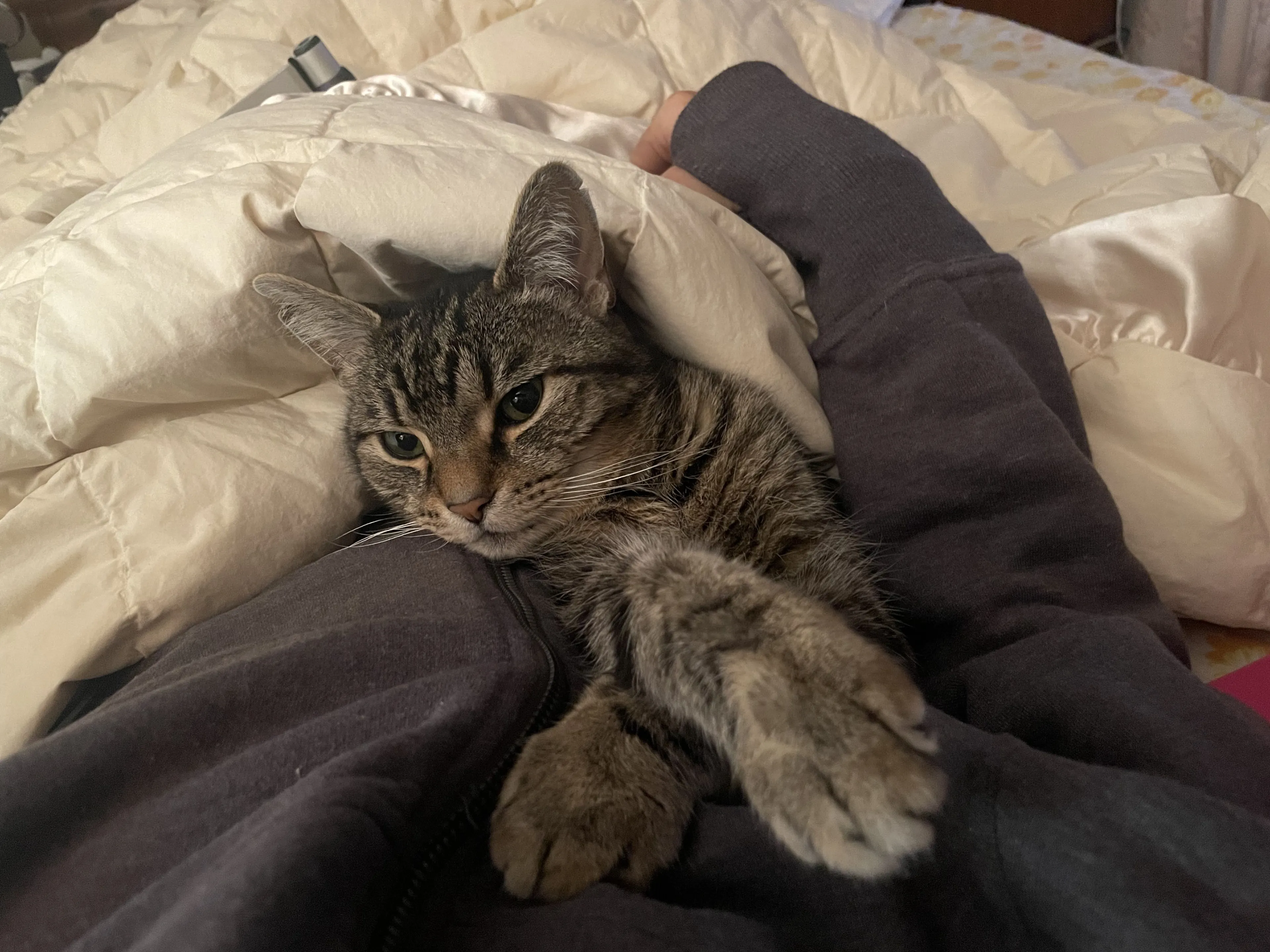 Lost pet-3