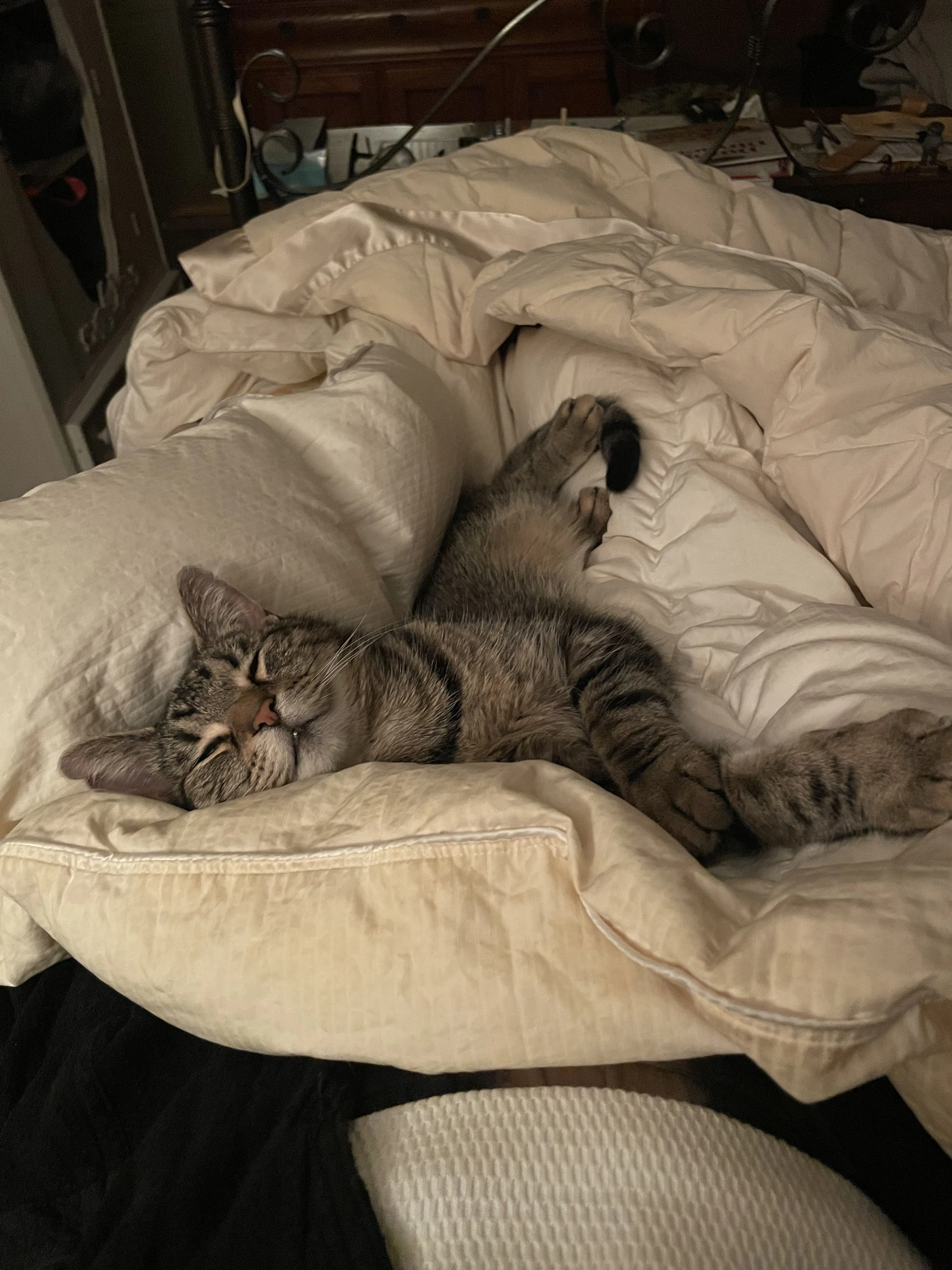 Lost pet-2