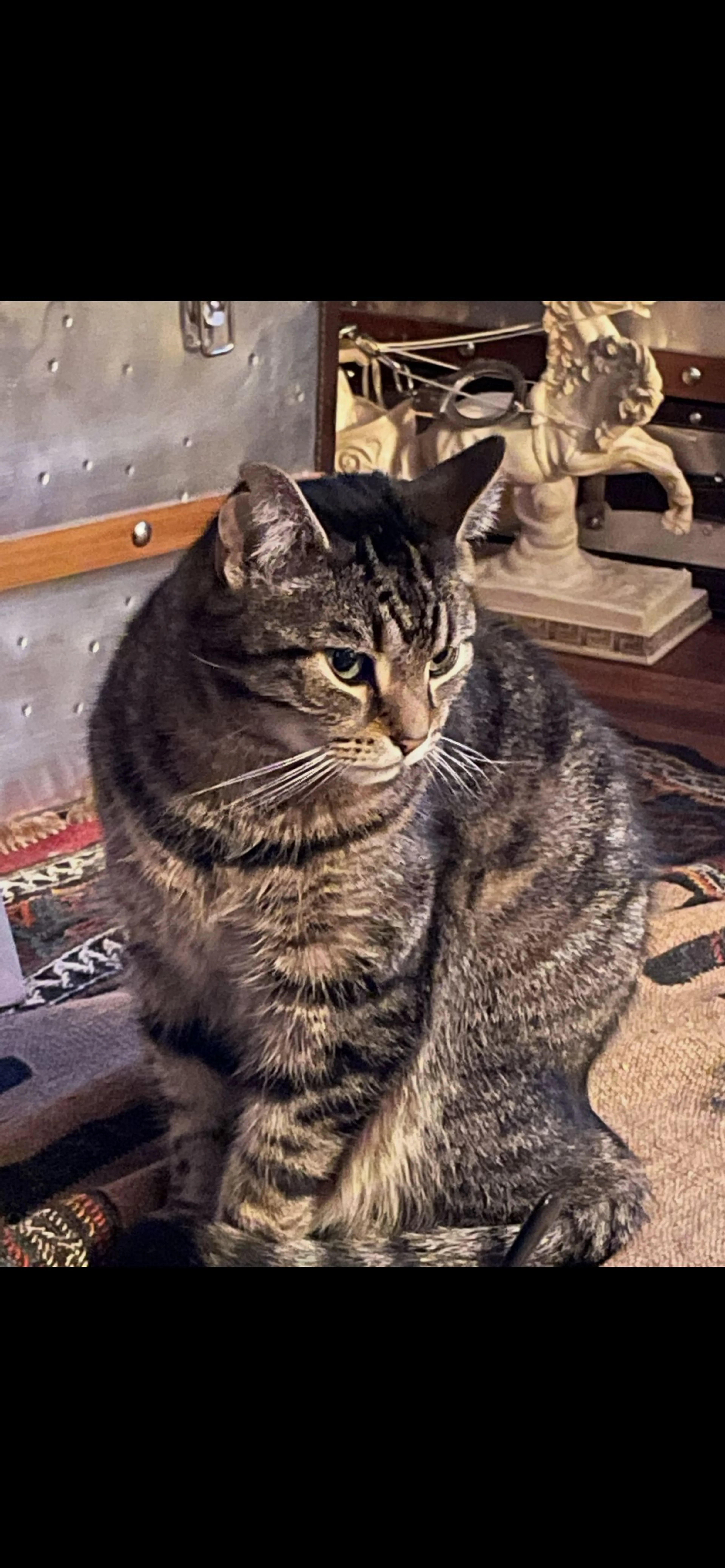 Lost pet-4