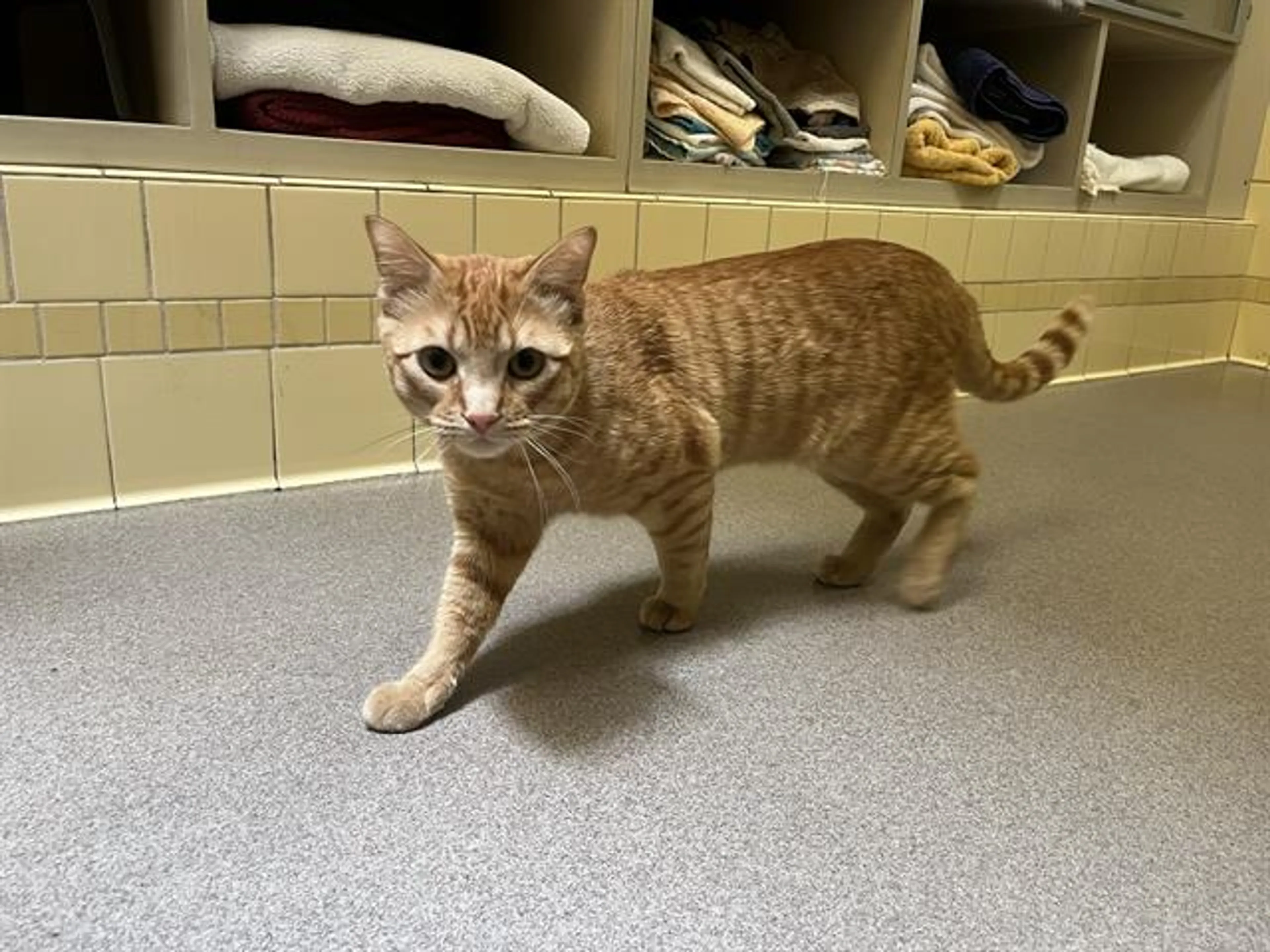 Found pet
