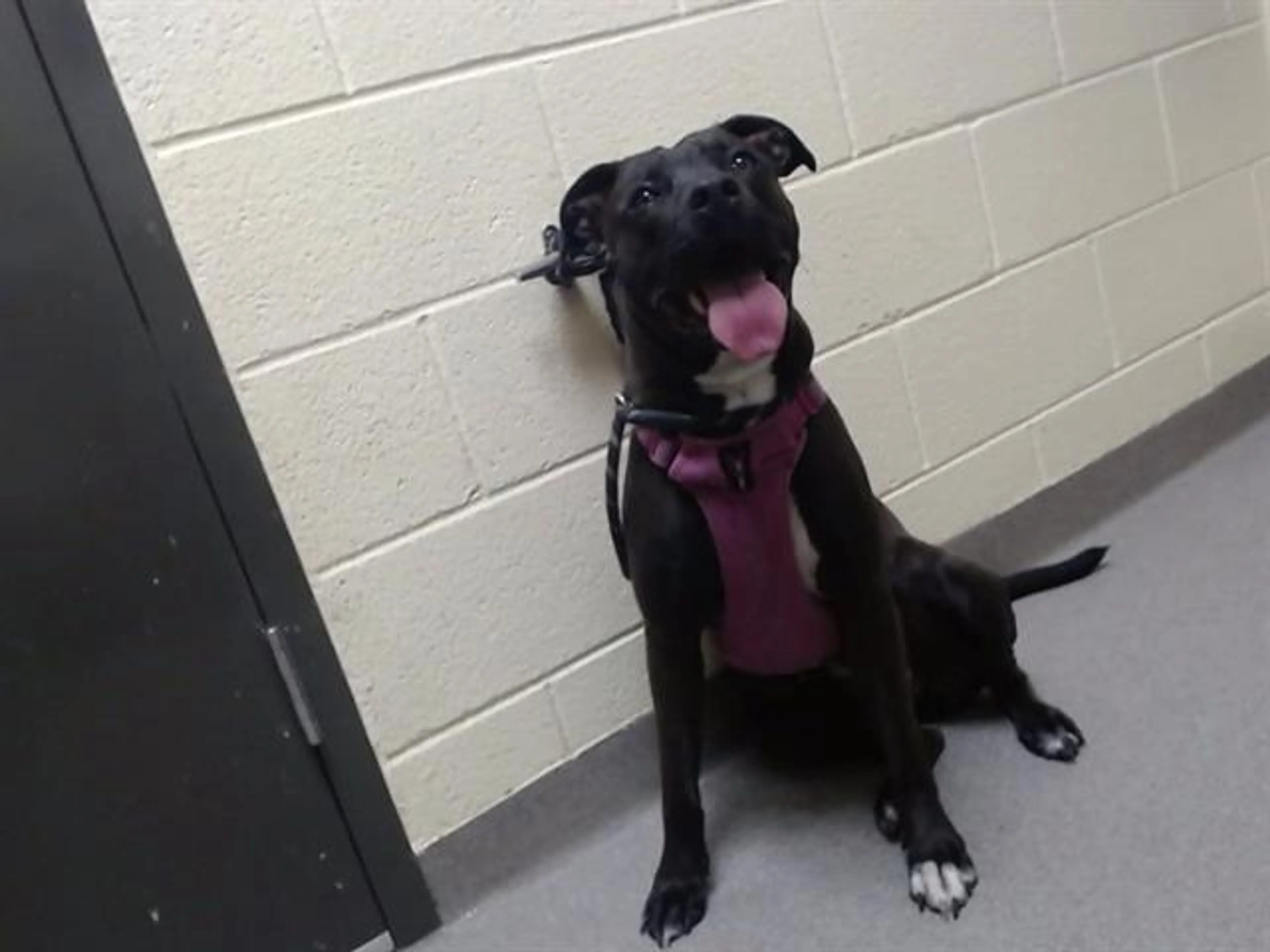Found pet