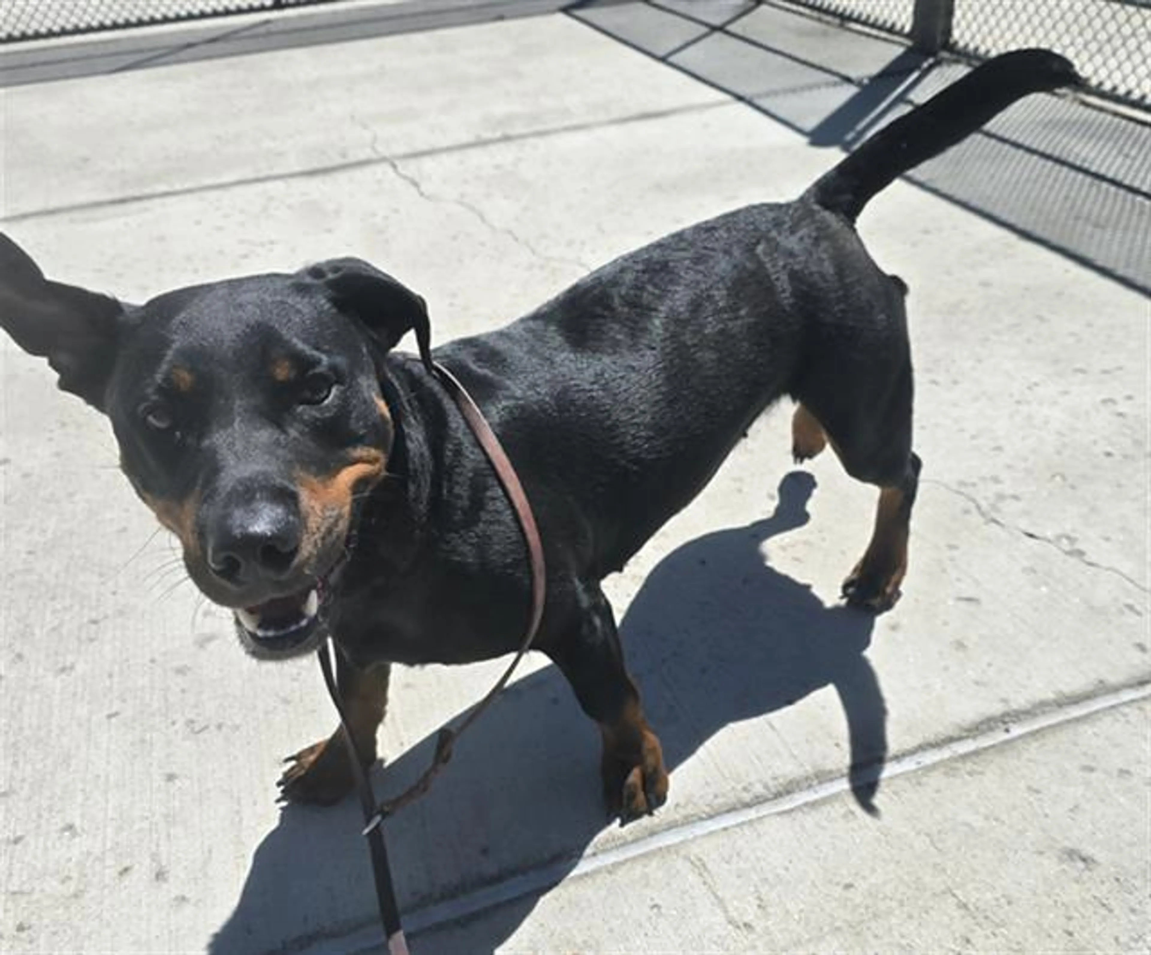 Found pet
