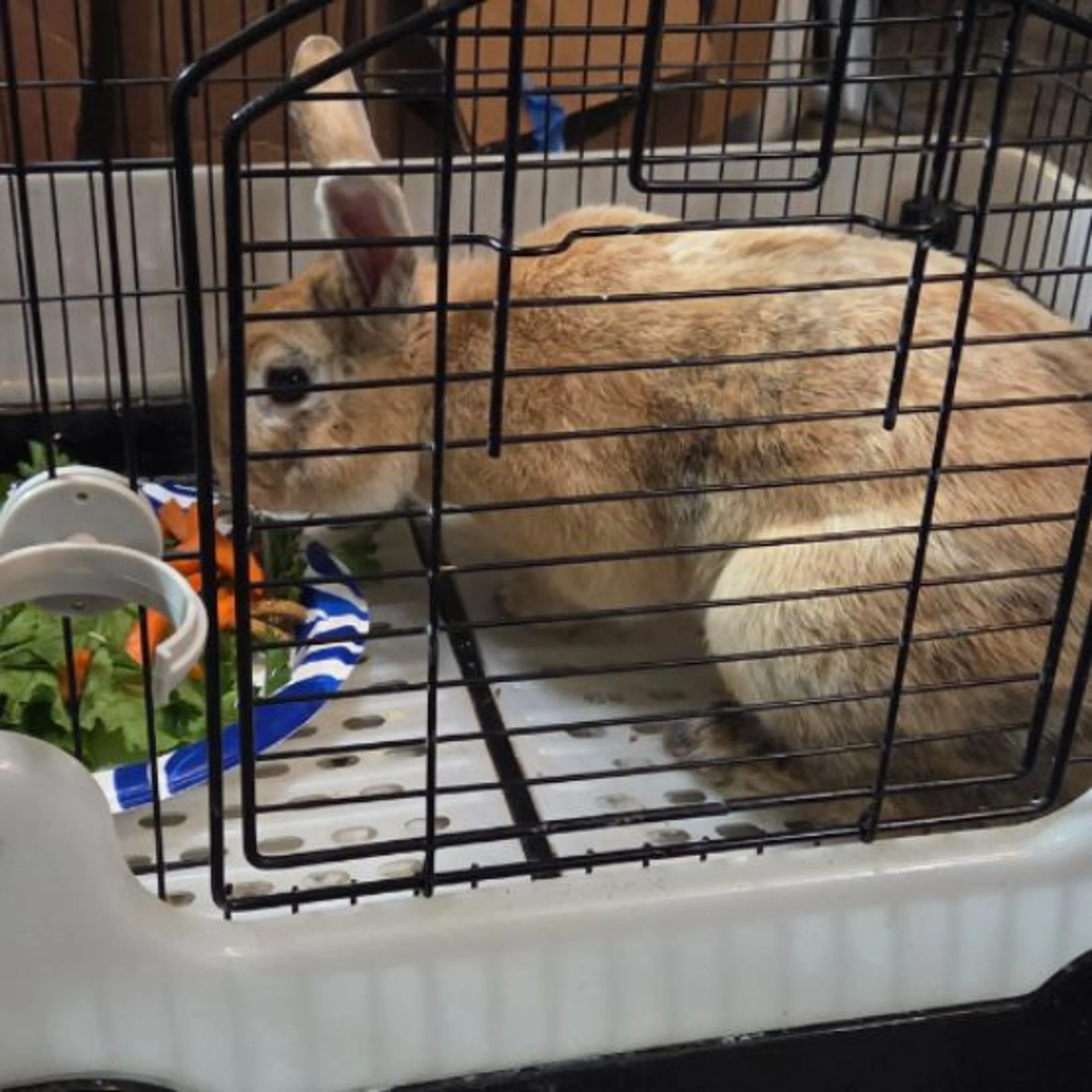 Found pet