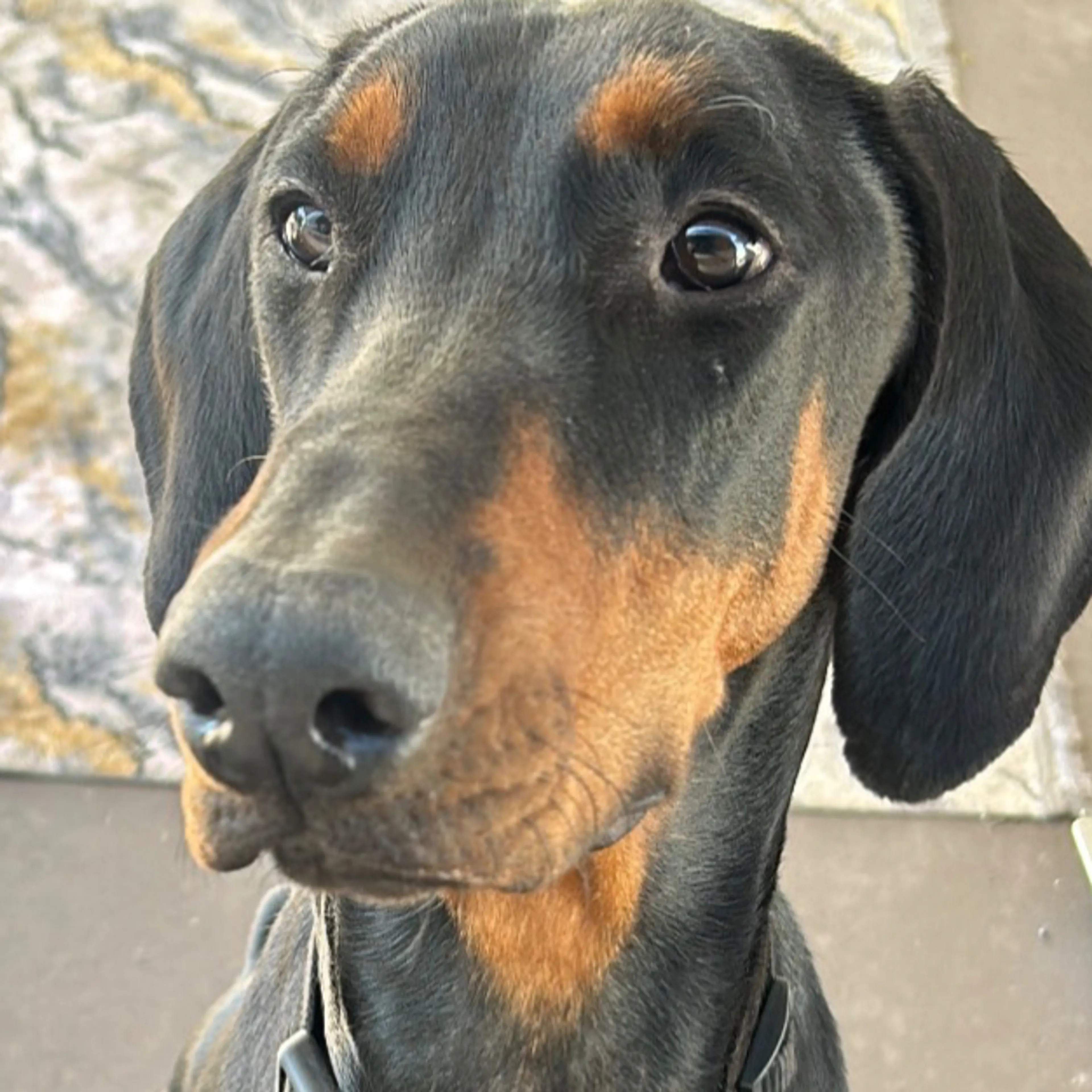 Lost pet-2