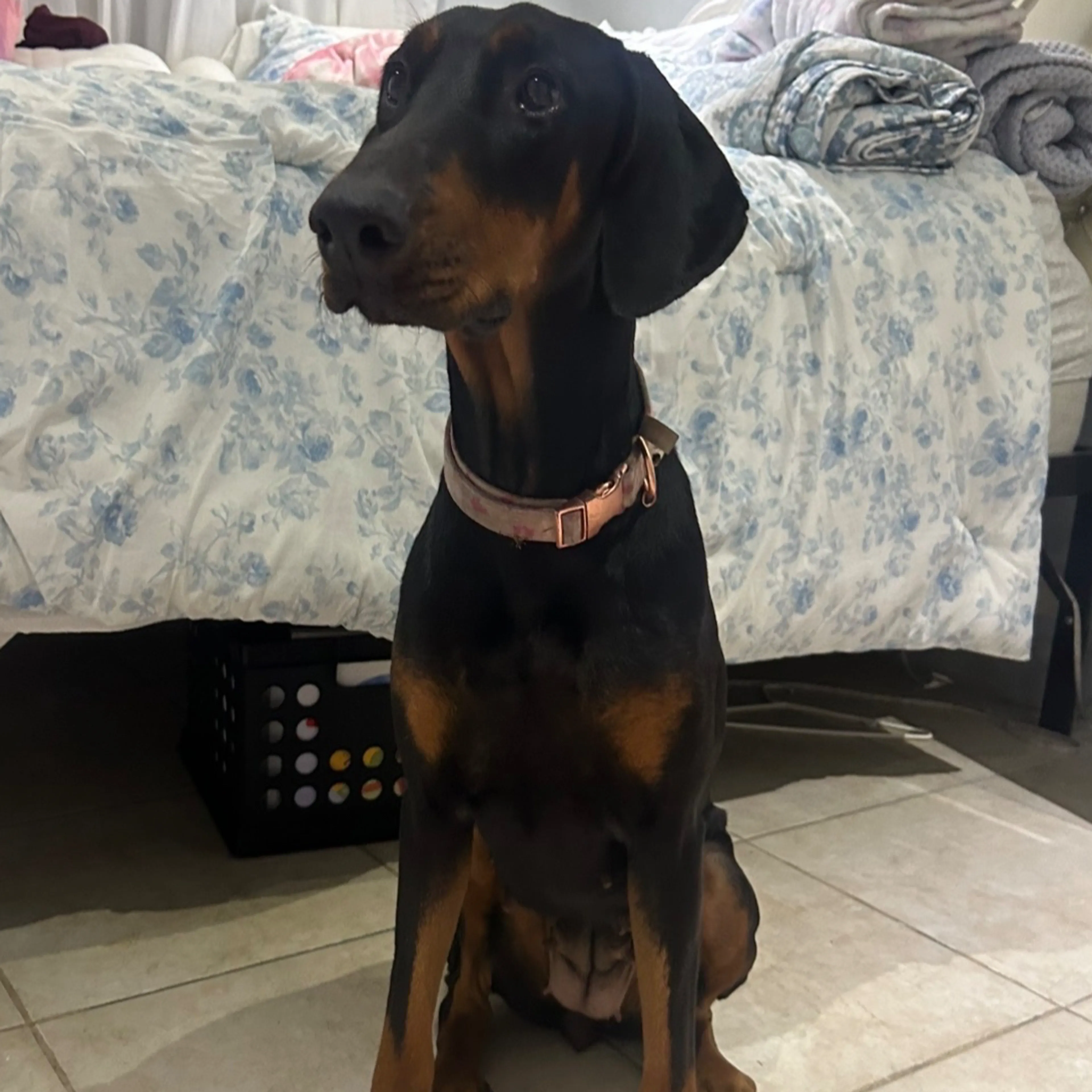 Lost pet-1