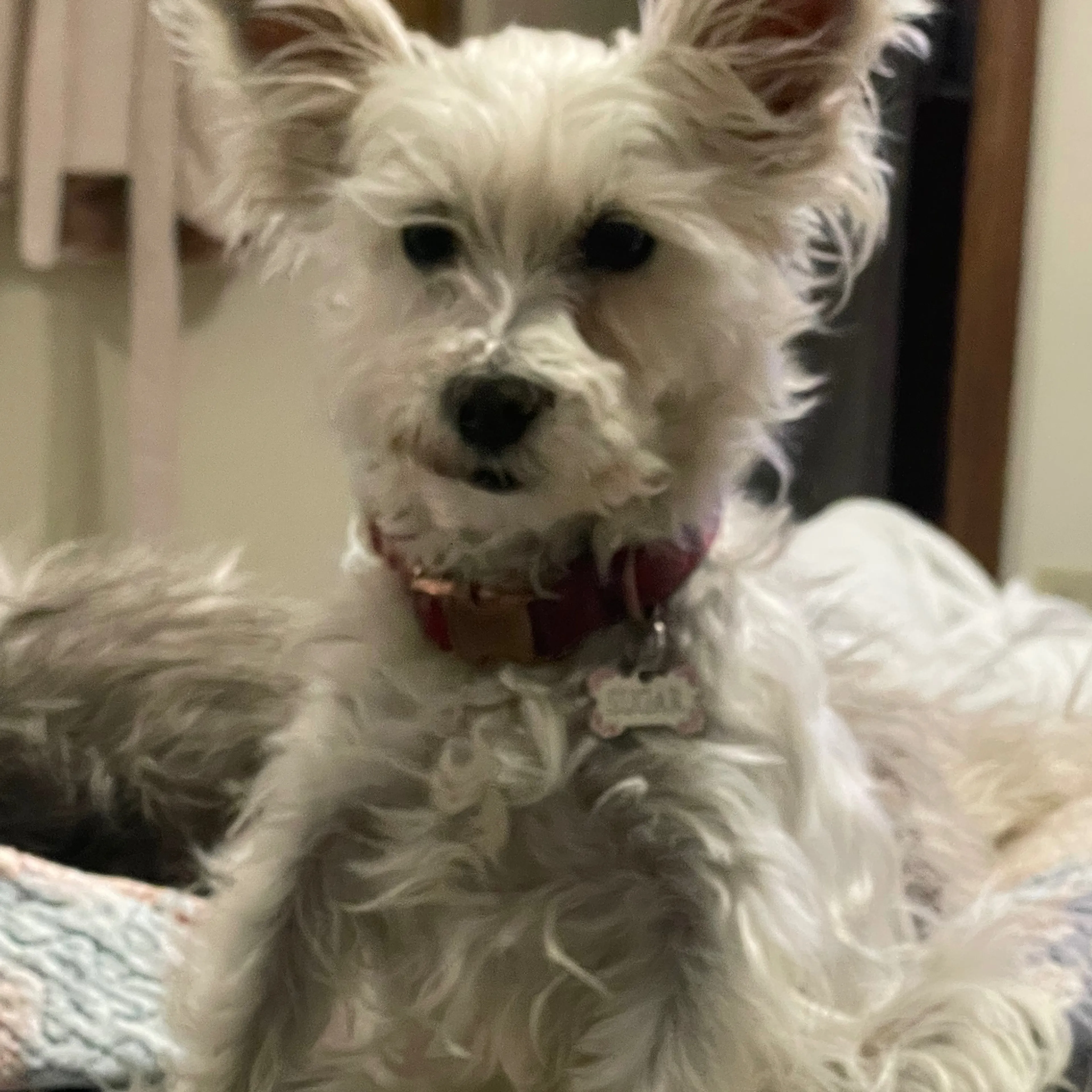 Lost pet-1