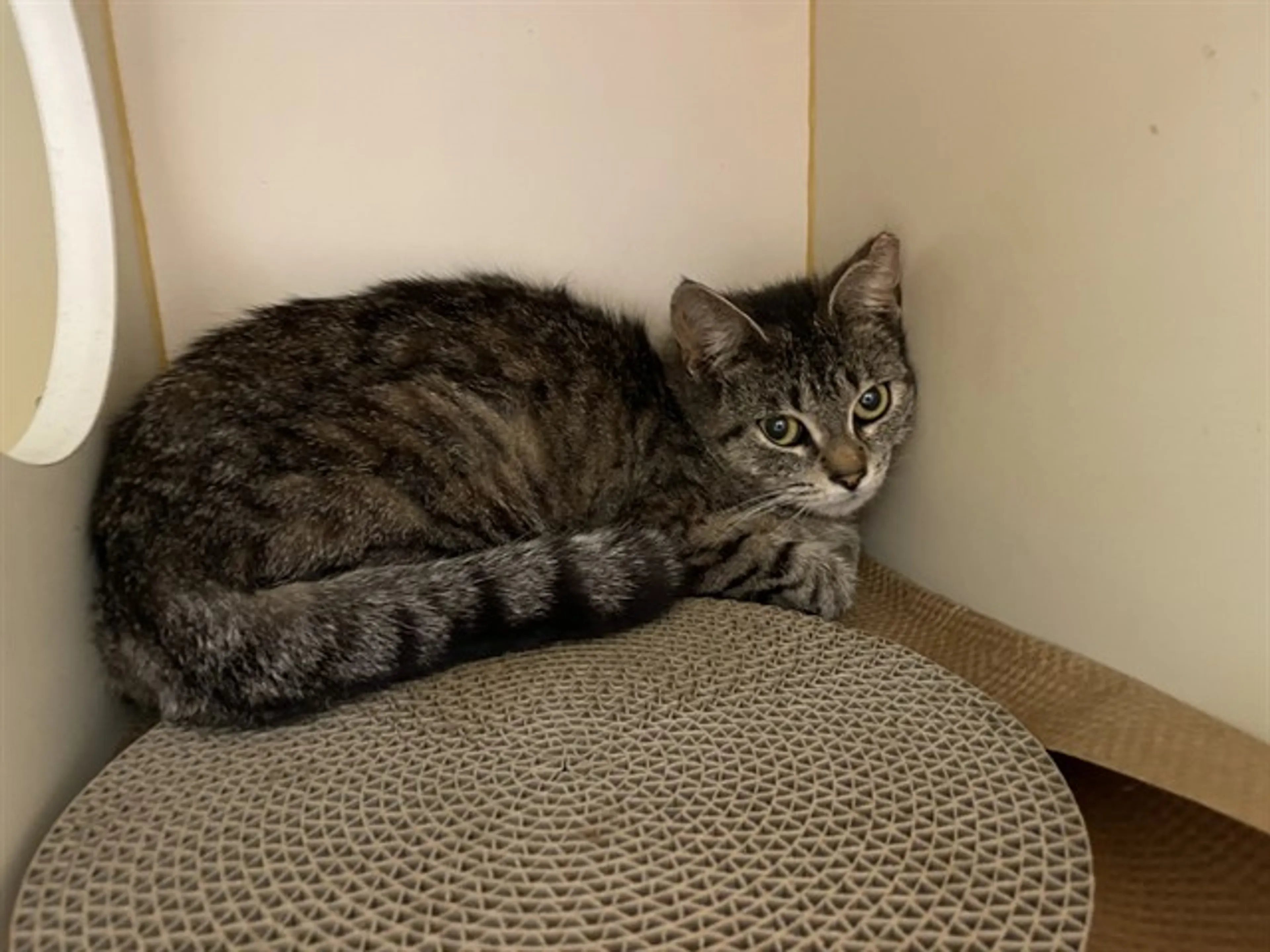 Found pet